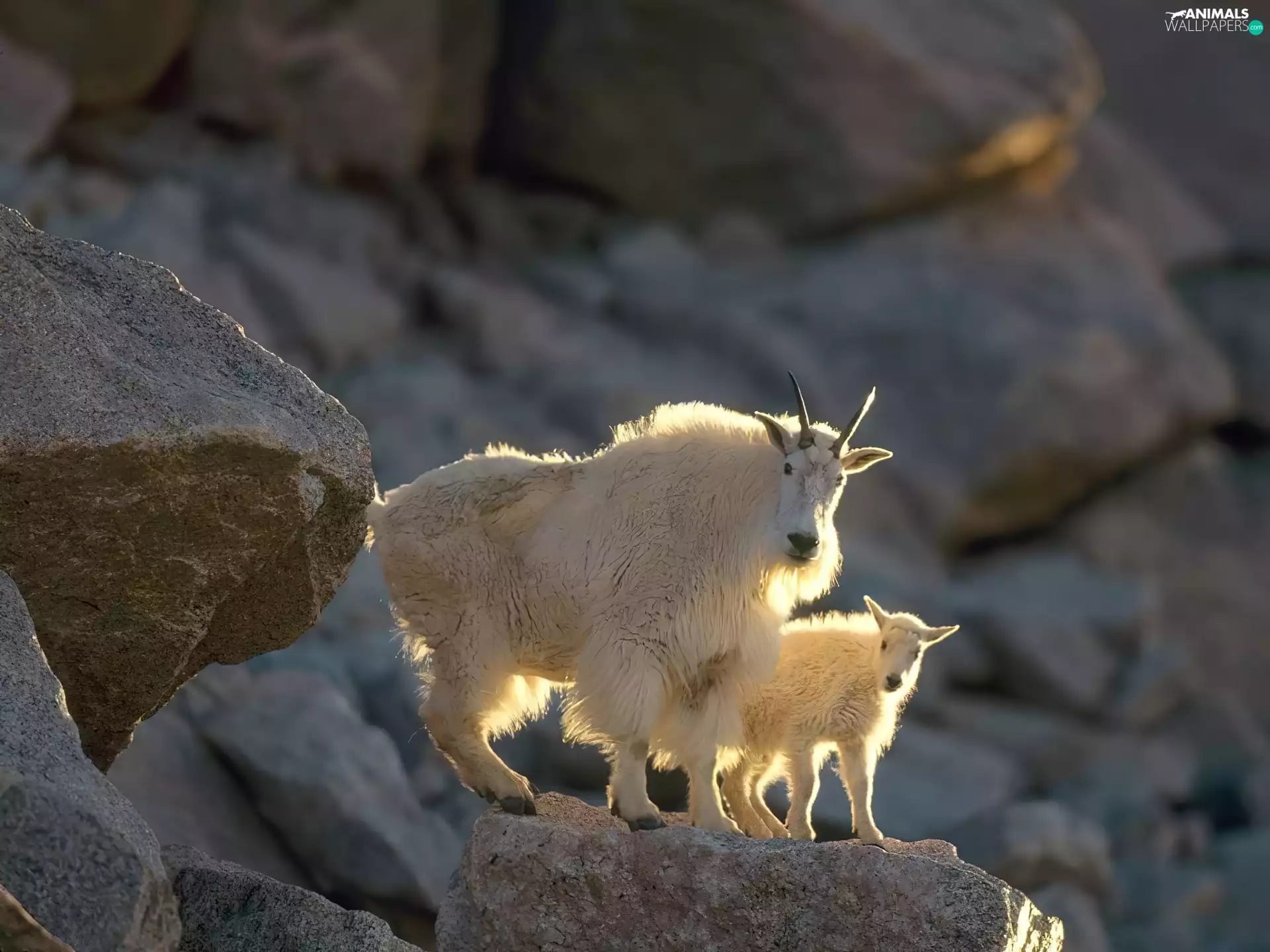Two, chamois, Mountains, White