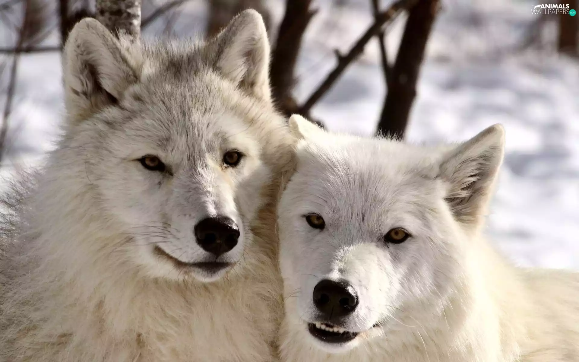 wolves, Two cars, White