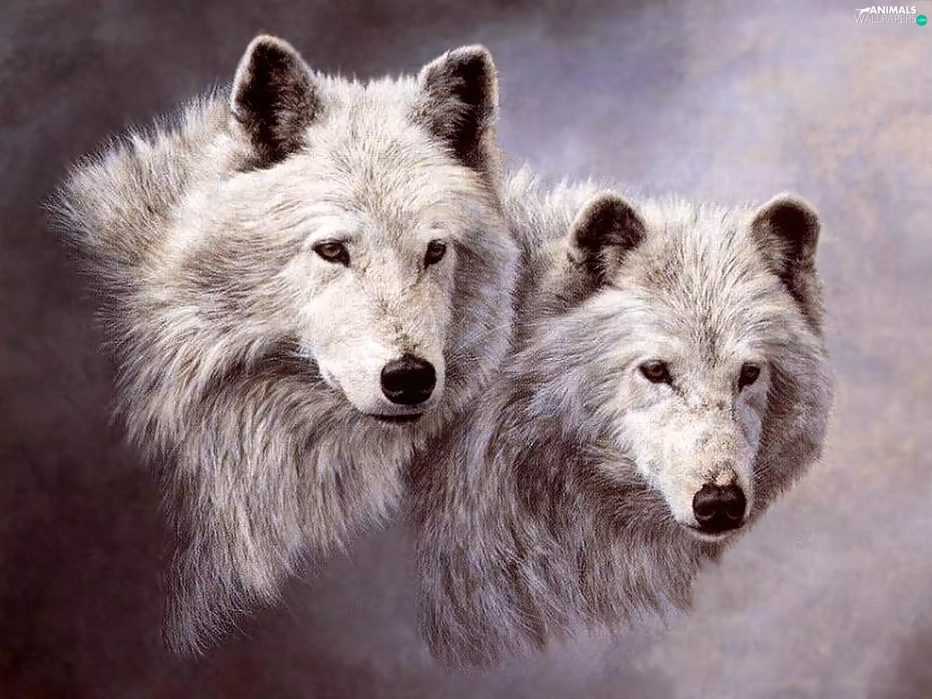 wolves, Two cars, White
