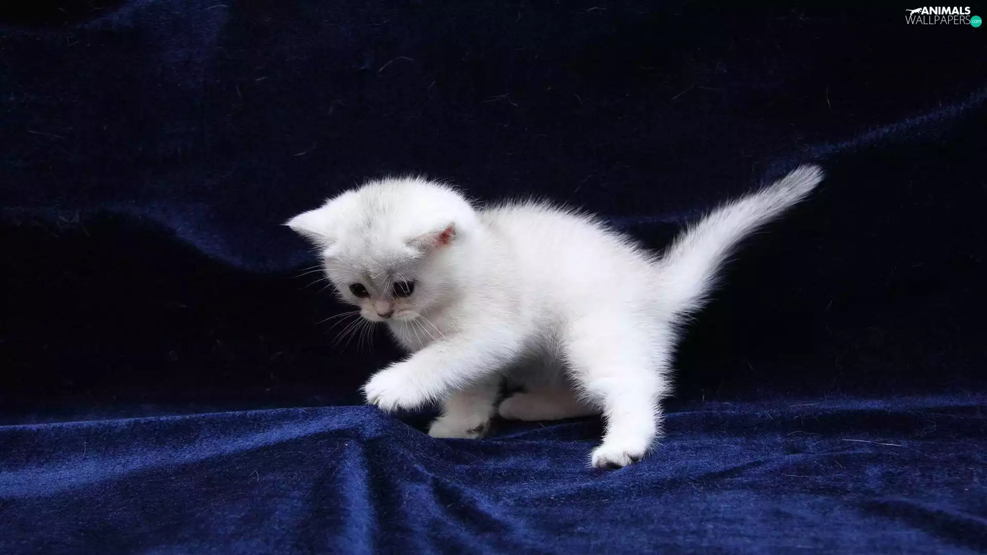 young, kitten, play, White