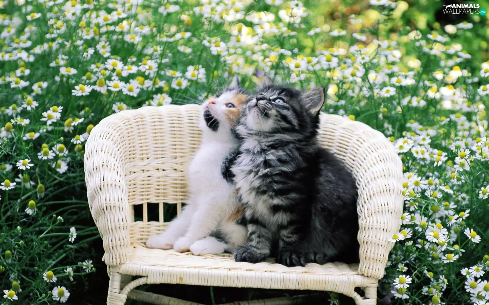 puss, Chair, Meadow, wicker