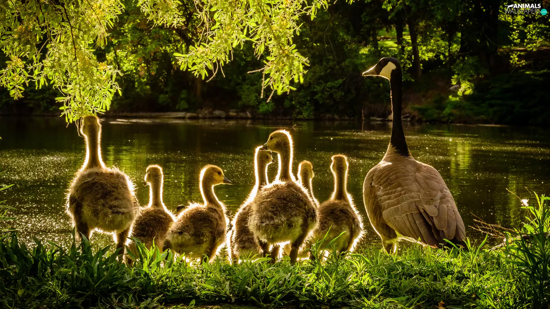 Canada Goose, young, wild, geese, birds