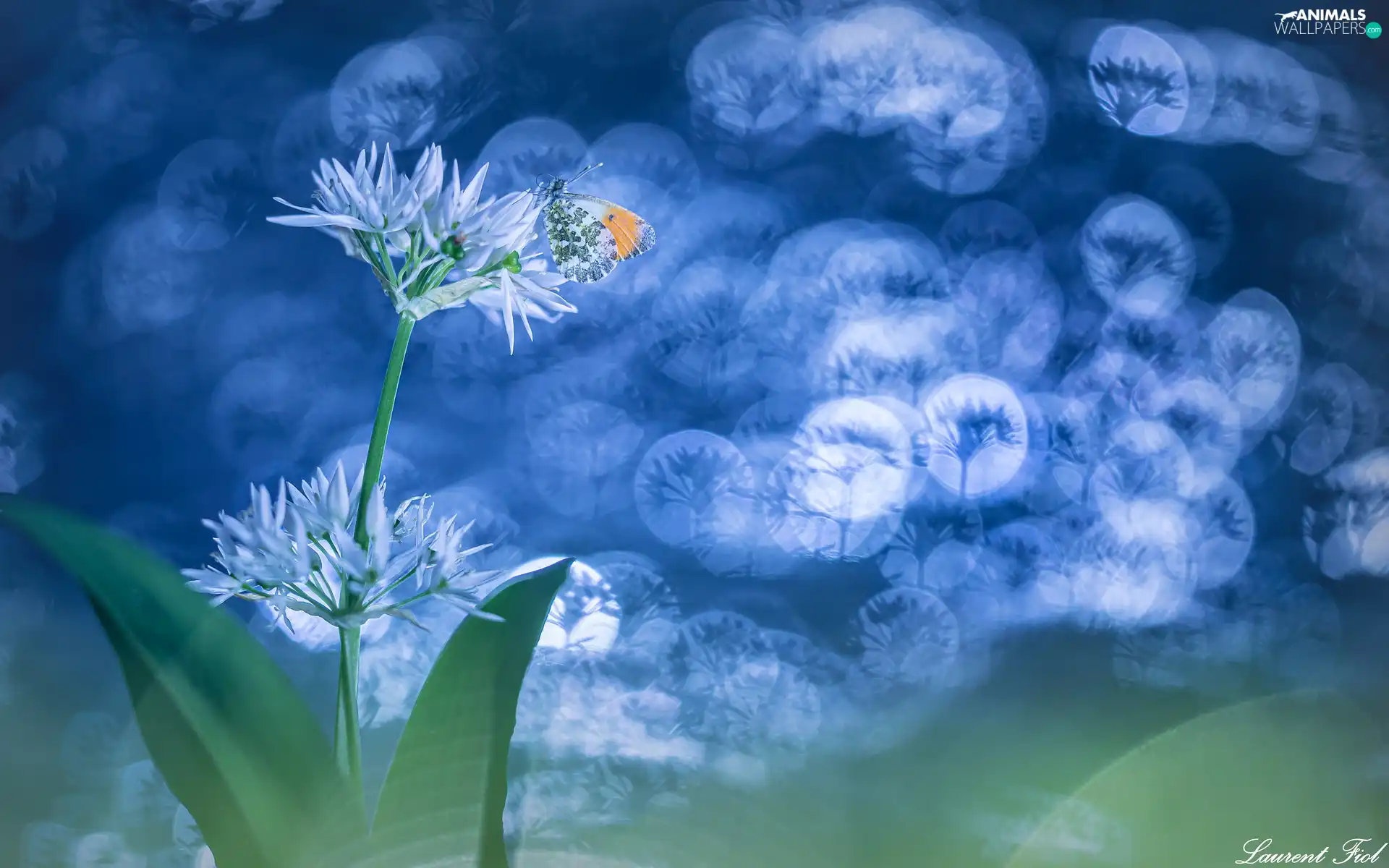 Orange Tip, Bokeh, Wild Garlic, butterfly, Flowers