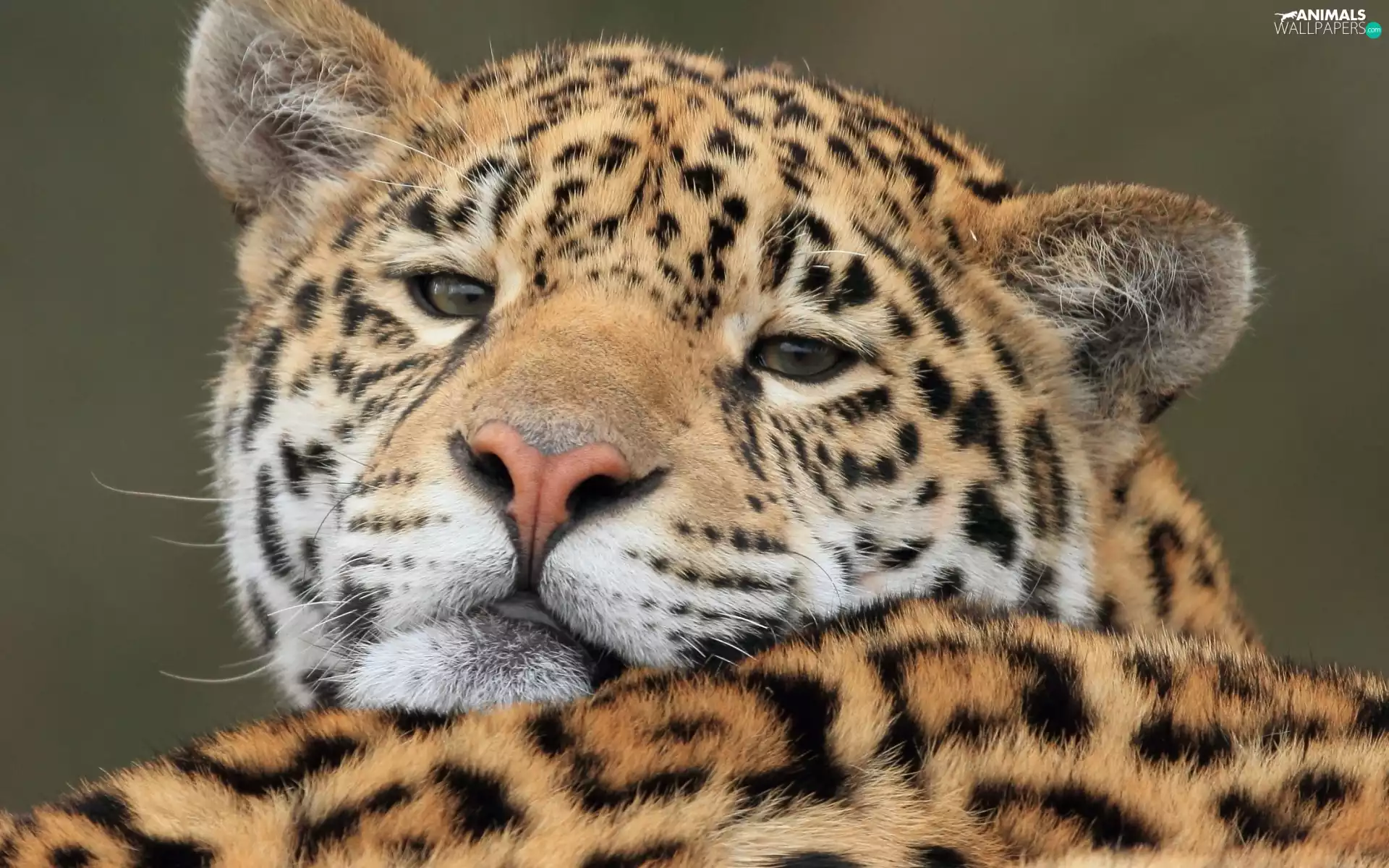 cat, American Leopard, wild