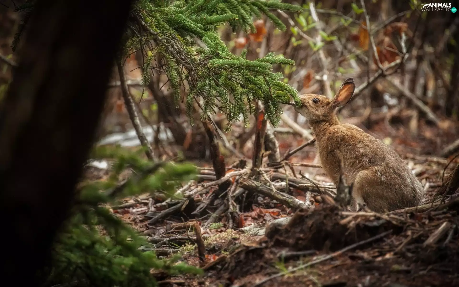 Wild Rabbit, conifer