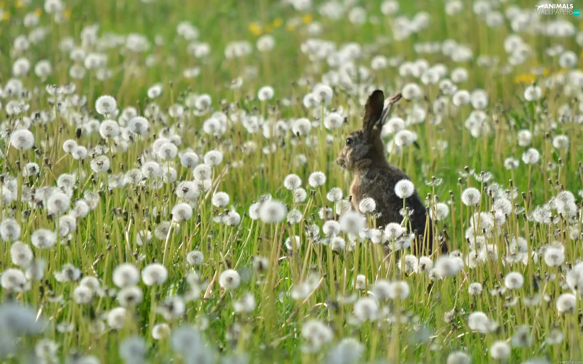 Wild Rabbit, dandelions