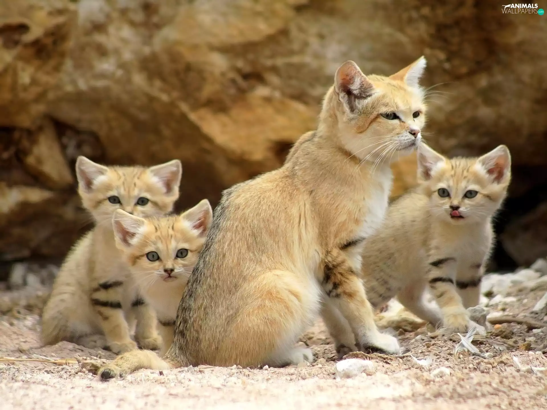 Desert Cats, folks, wild