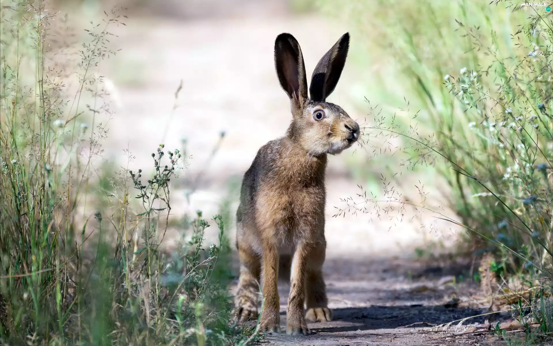 Wild Rabbit, grass