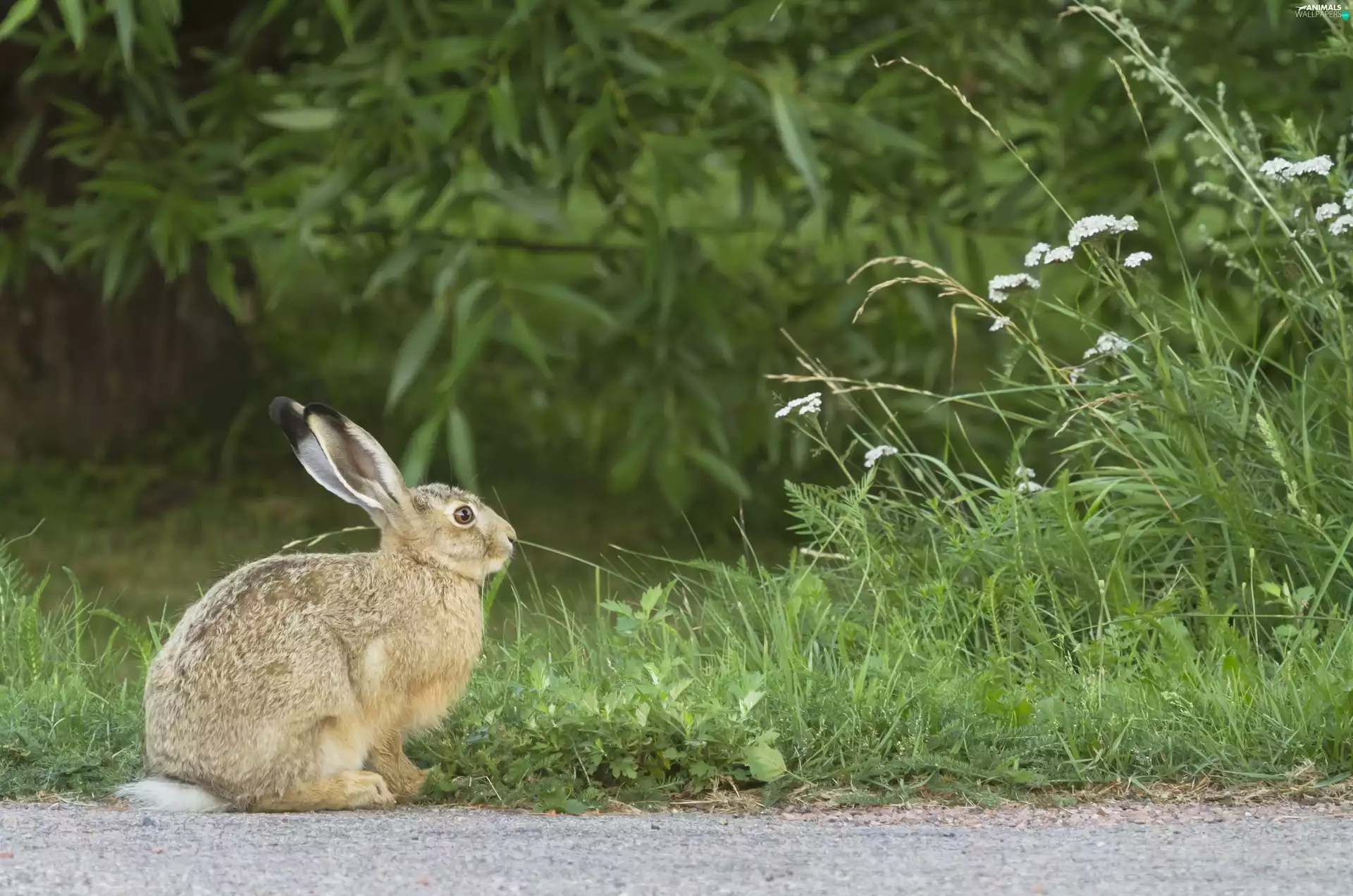 Wild Rabbit, grass