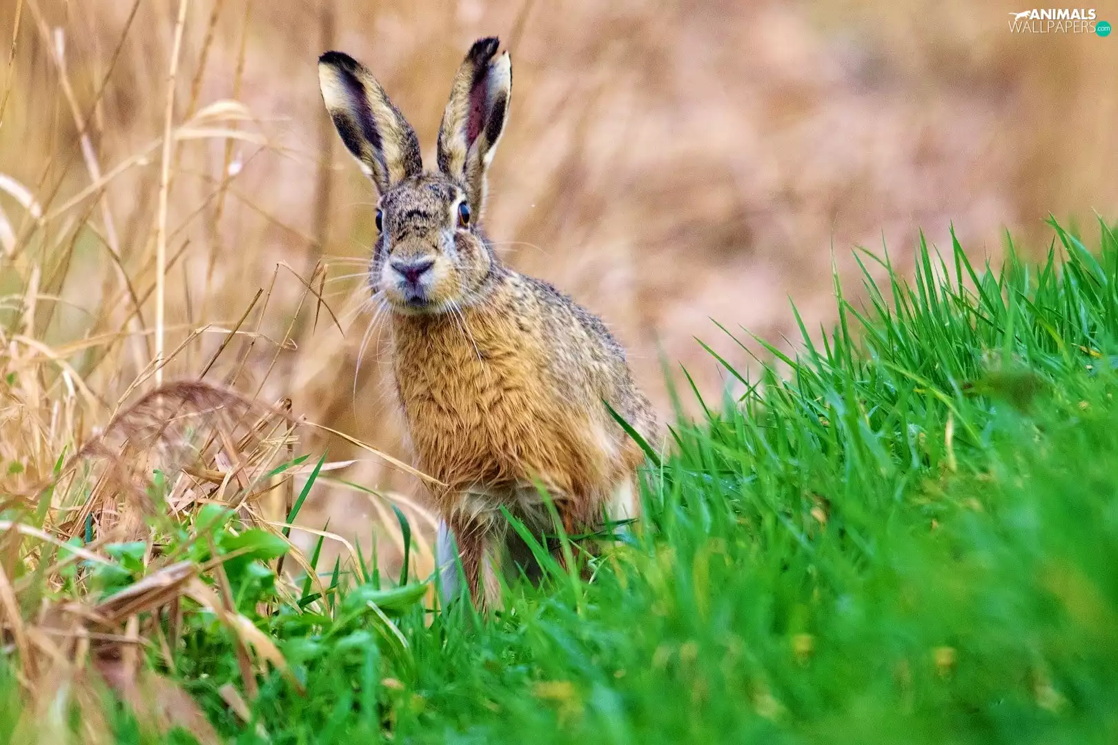 Wild Rabbit, grass