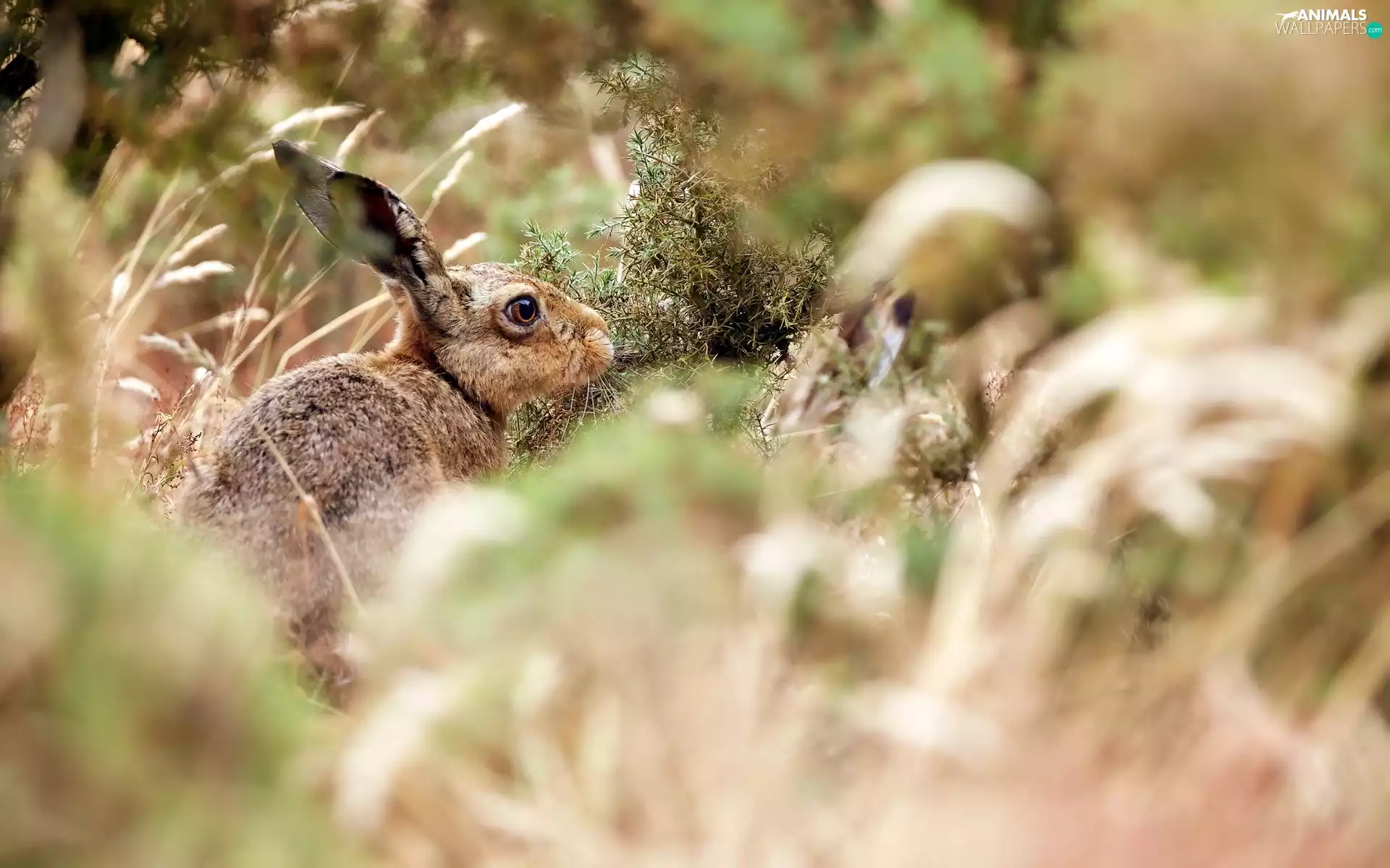 Wild Rabbit, grass