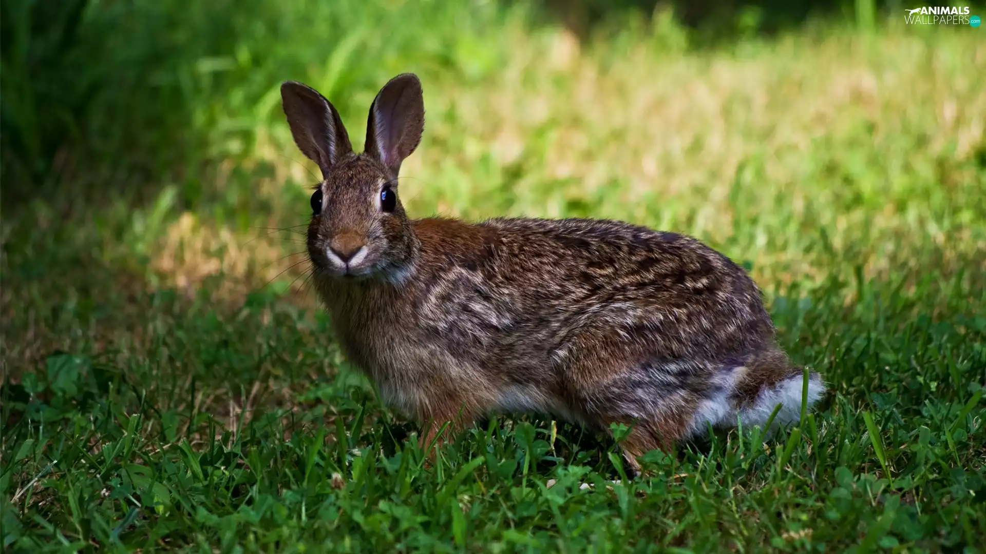 Wild Rabbit, grass