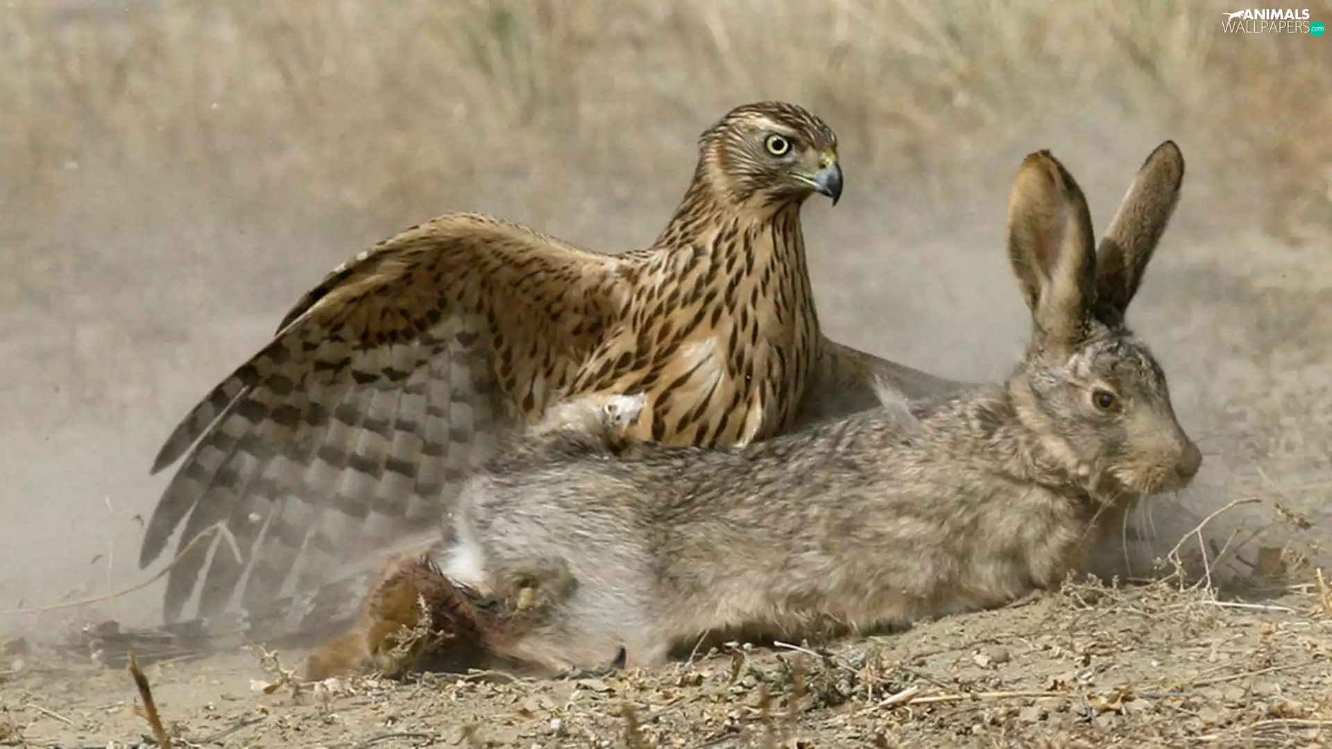 Wild Rabbit, hawk