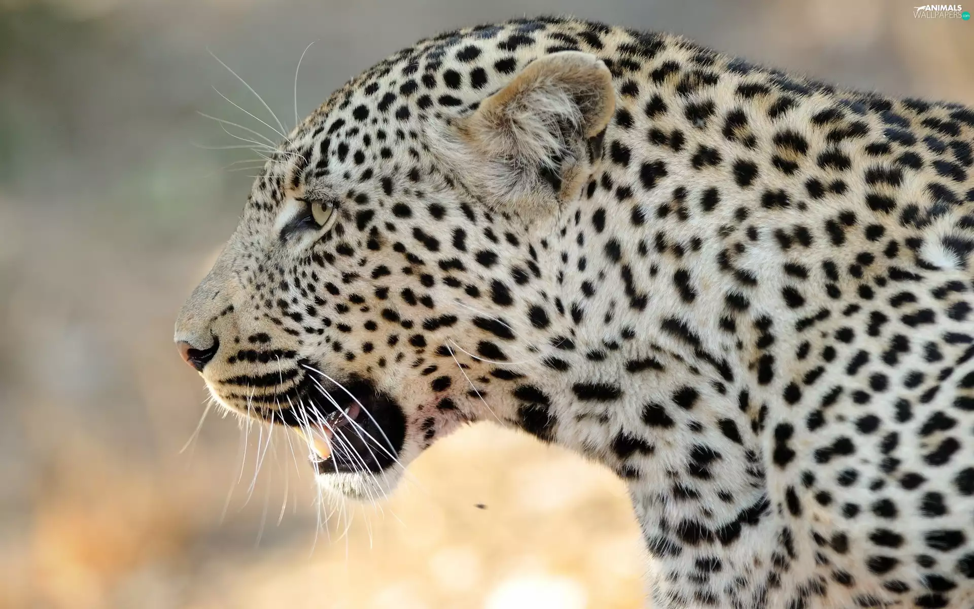Leopards, cat, animal, wild