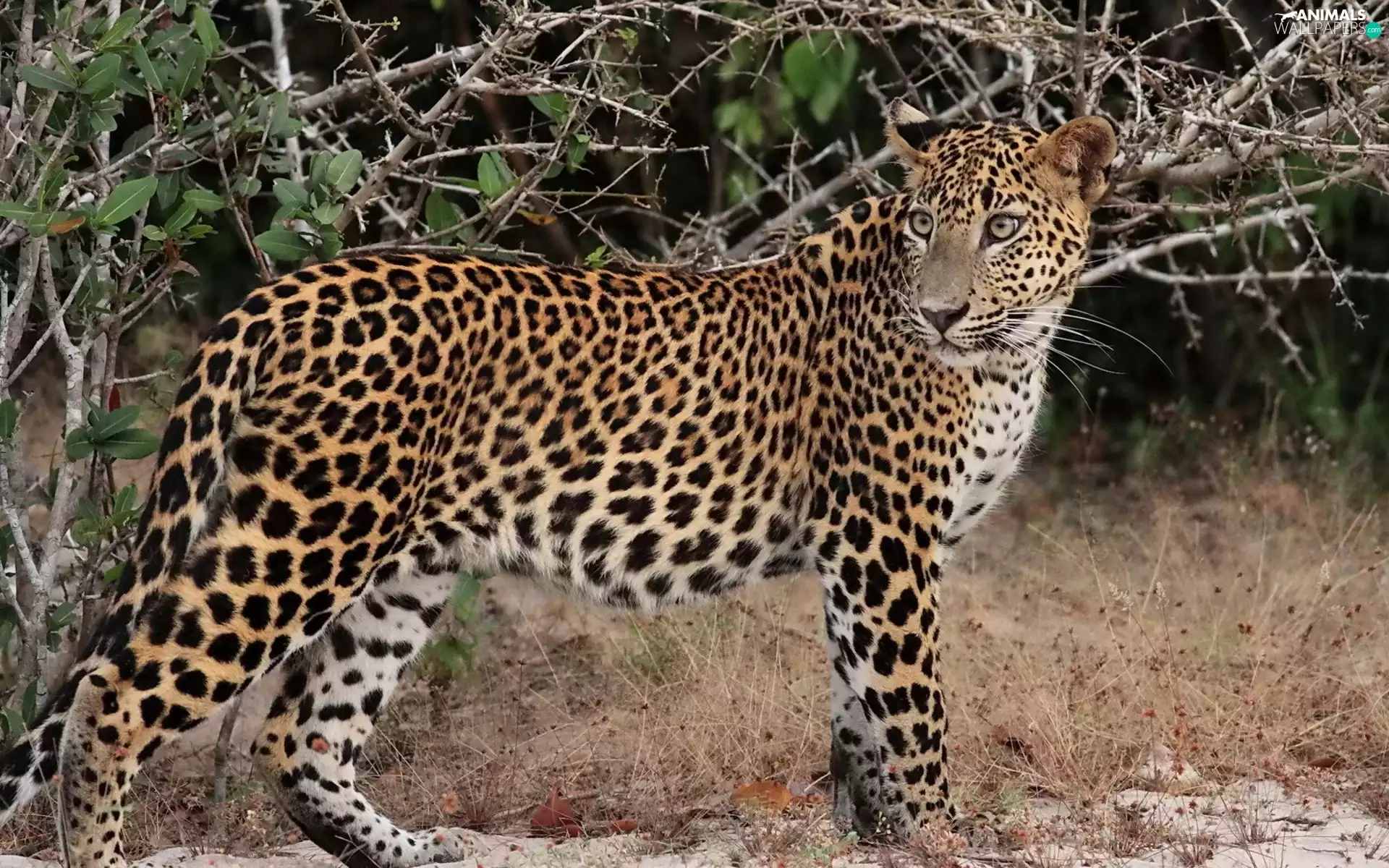 Leopards, cat, spots, wild