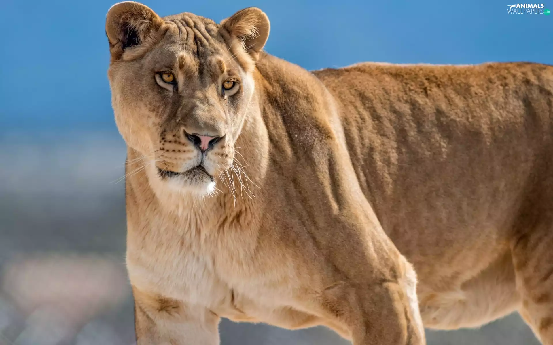 Lioness, cat, animal, wild