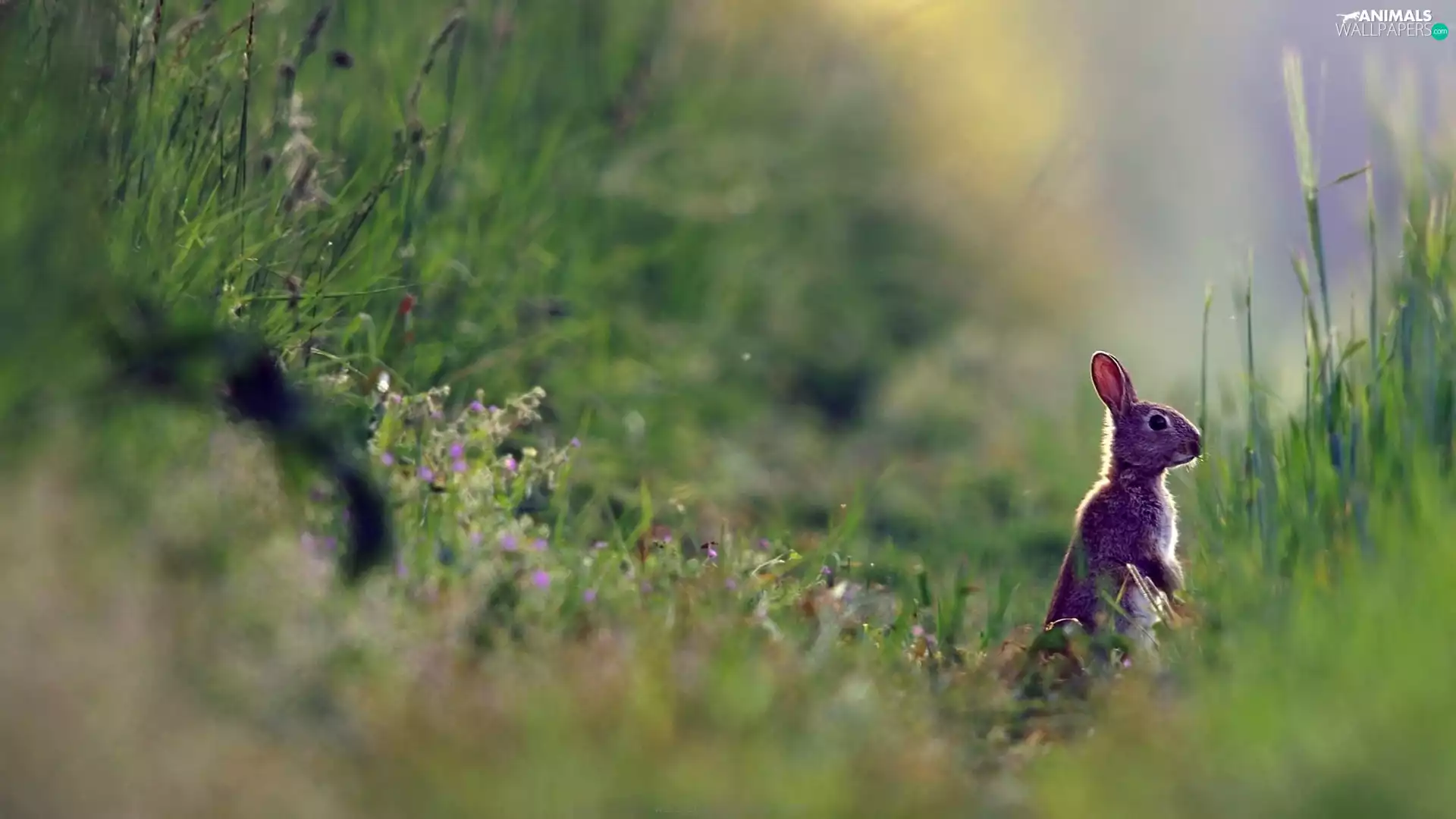 Wild Rabbit, Meadow