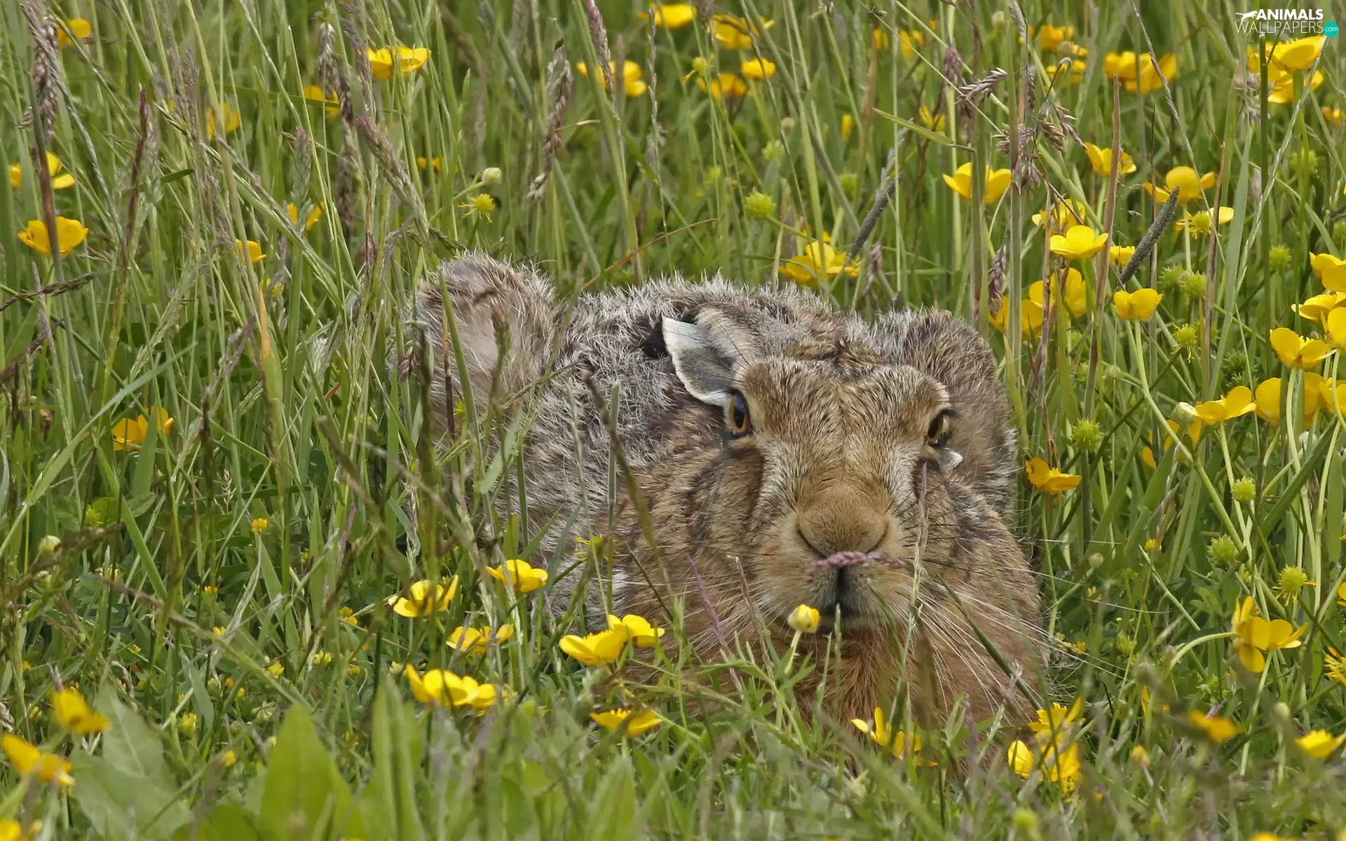 Wild Rabbit, Meadow