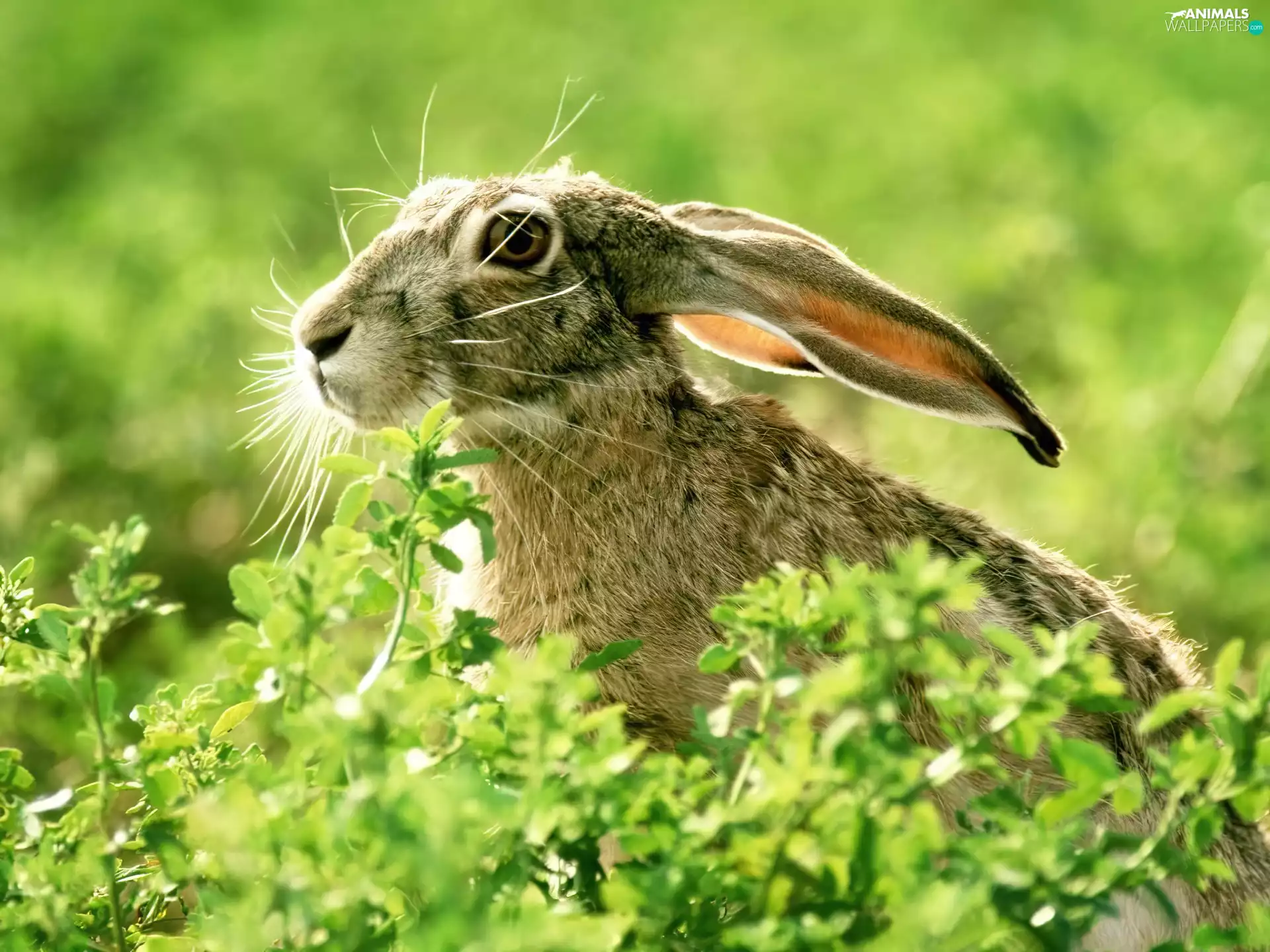Wild Rabbit