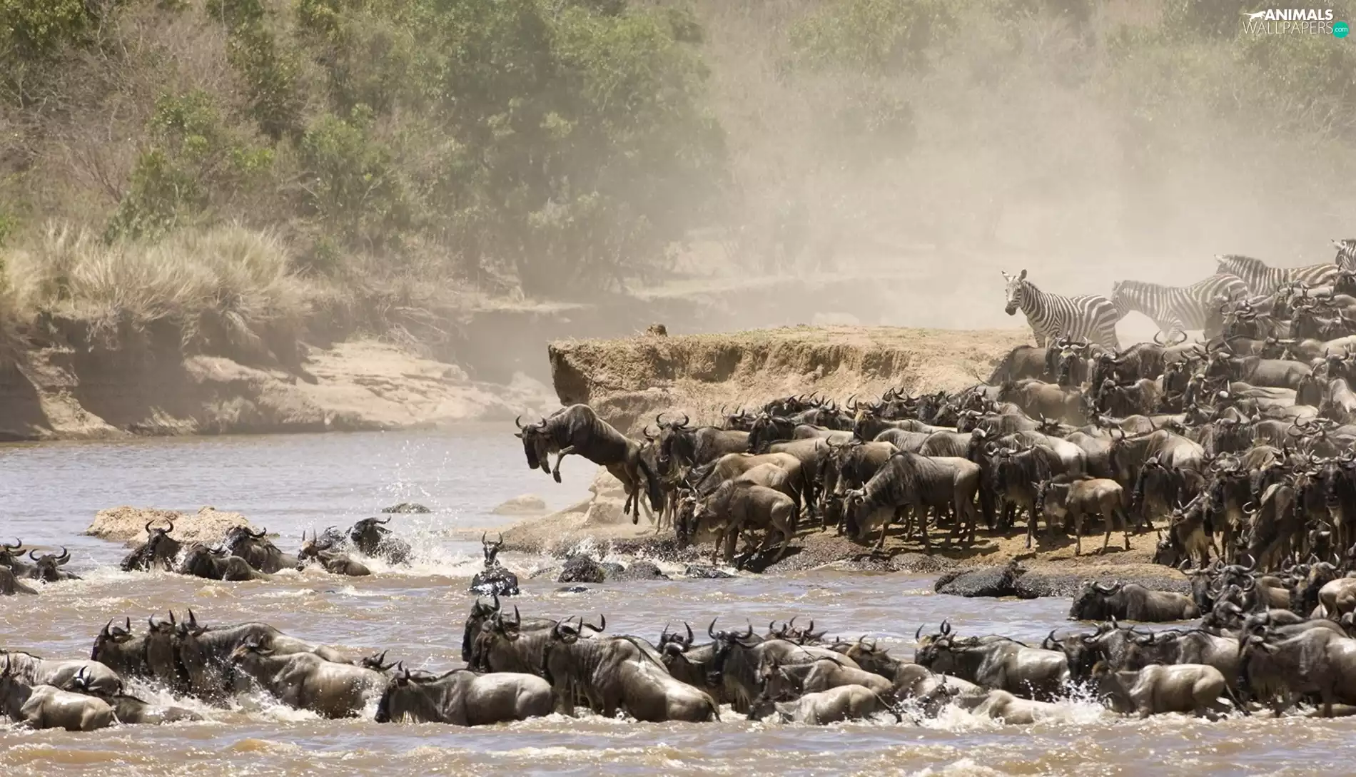 Antelope, zebra, River, wildebeest