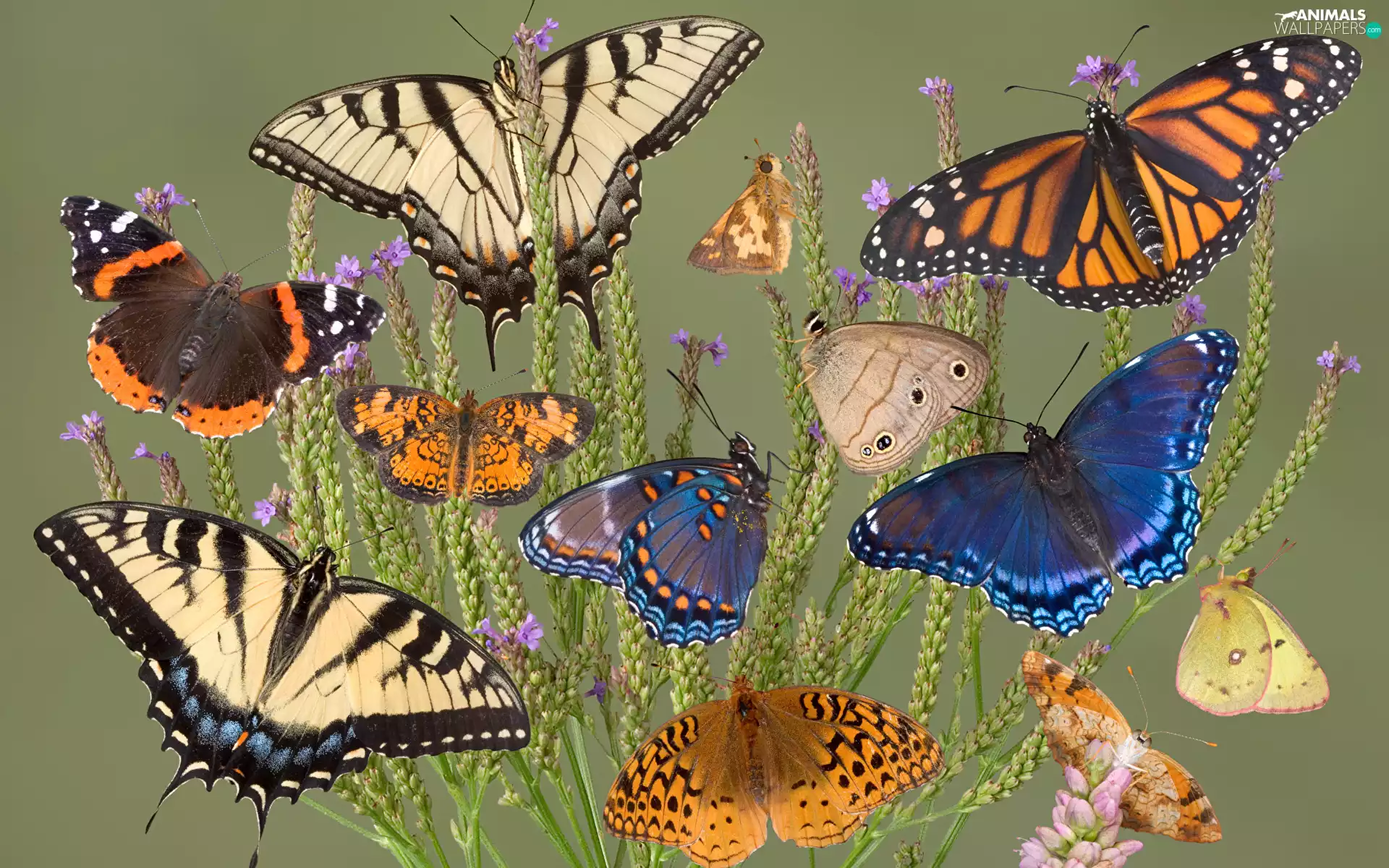 color, insects, Flowers, Wildflowers, Plants, butterflies