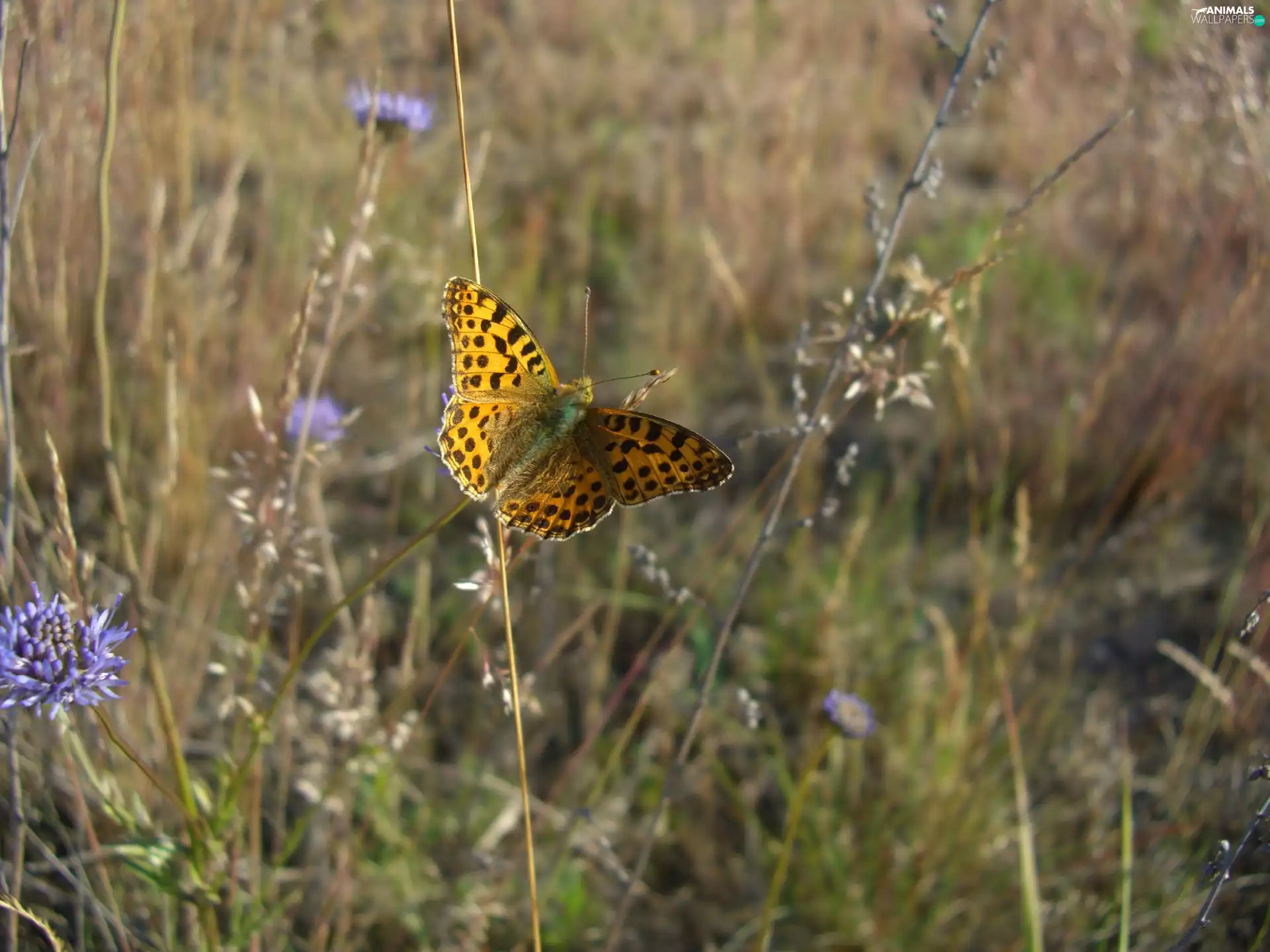 Flowers, Wildflowers, Meadow, grass, butterfly