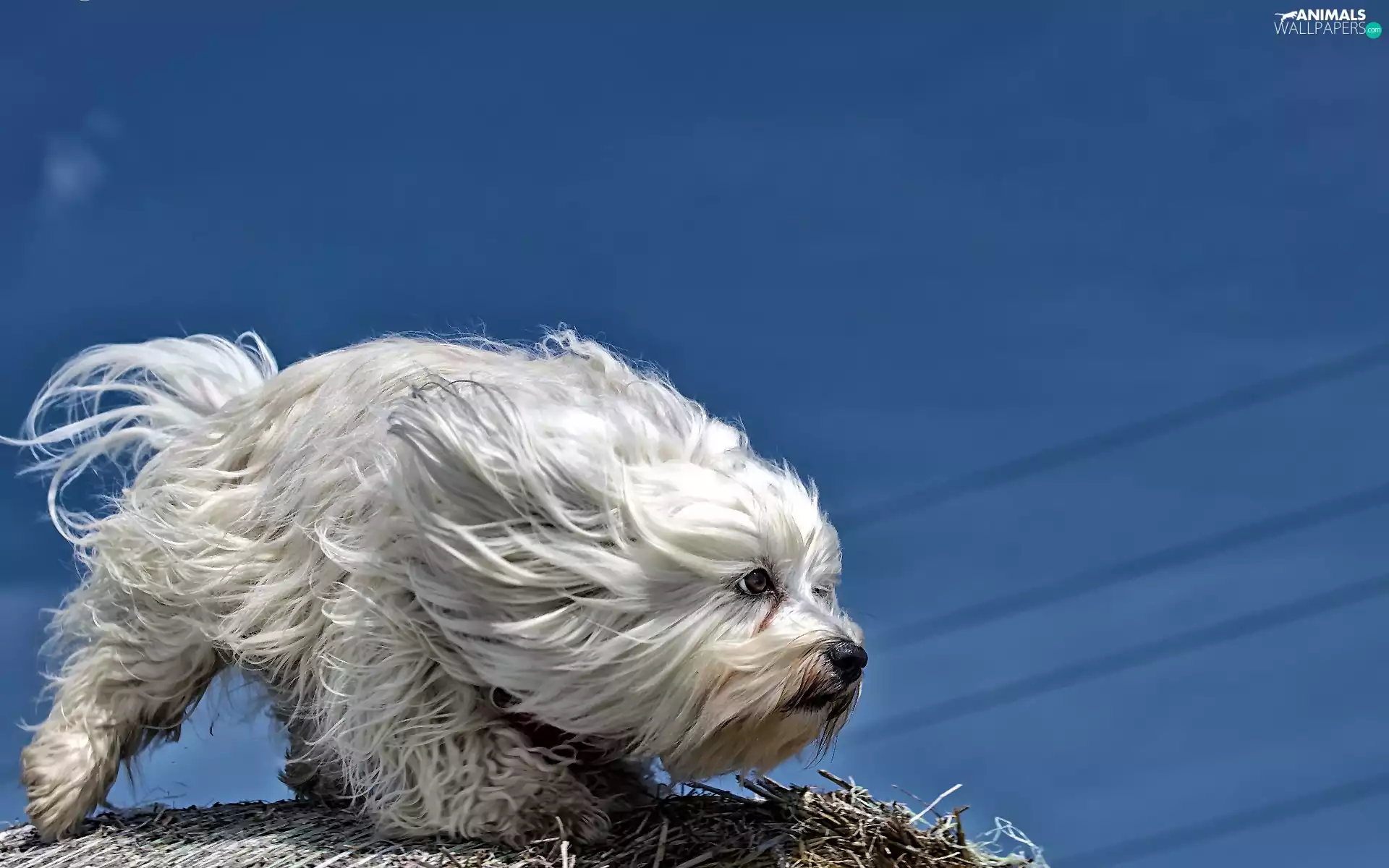 Wind, dog, Havanese