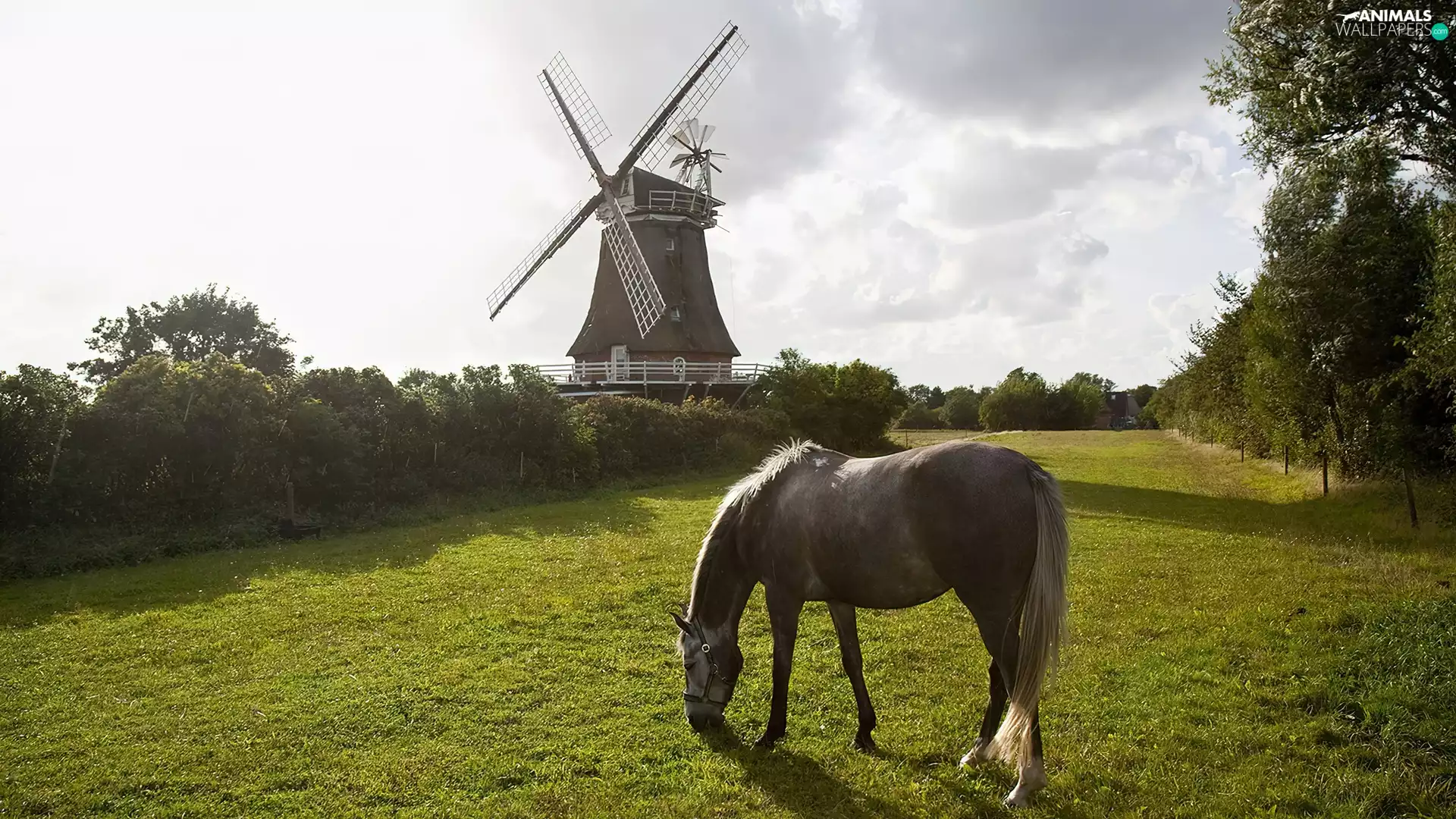 viewes, Windmill, Horse, trees, Meadow