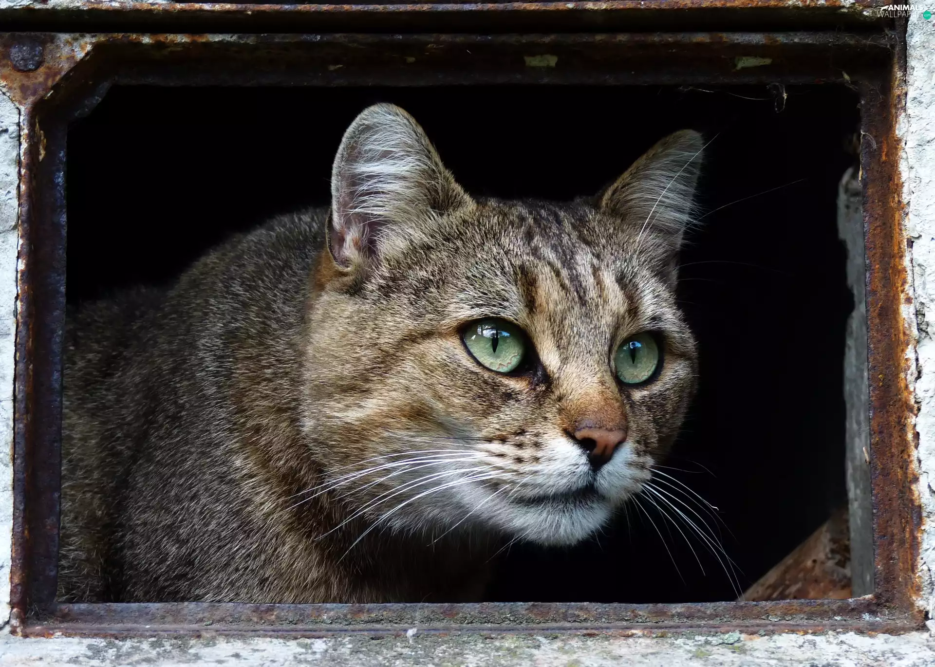 Window, Gray, cat
