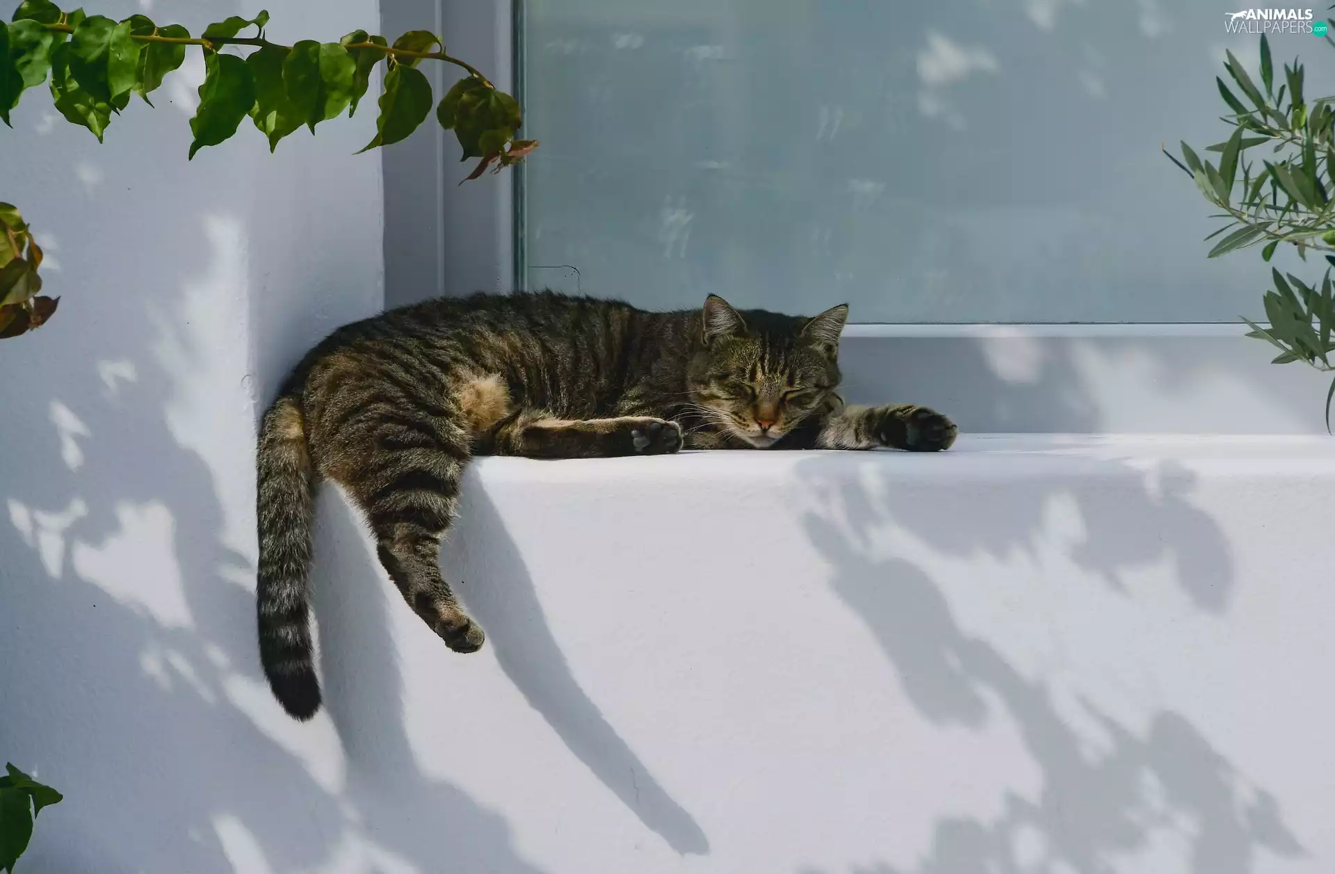 cat, parapet, house, Window