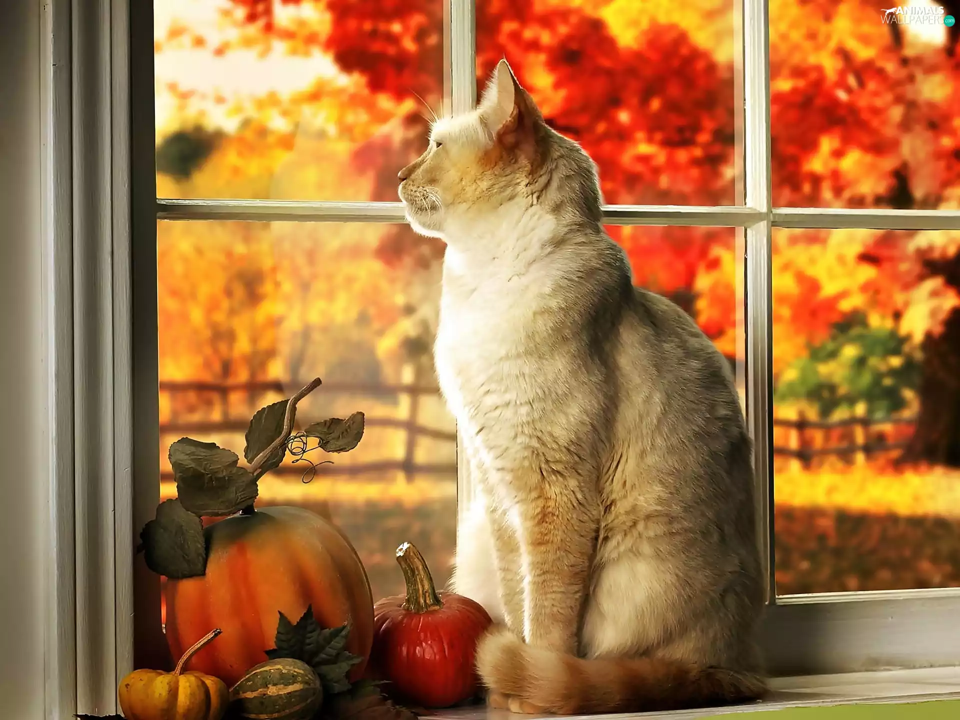 Autumn, Garden, In Window, pumpkin, cat