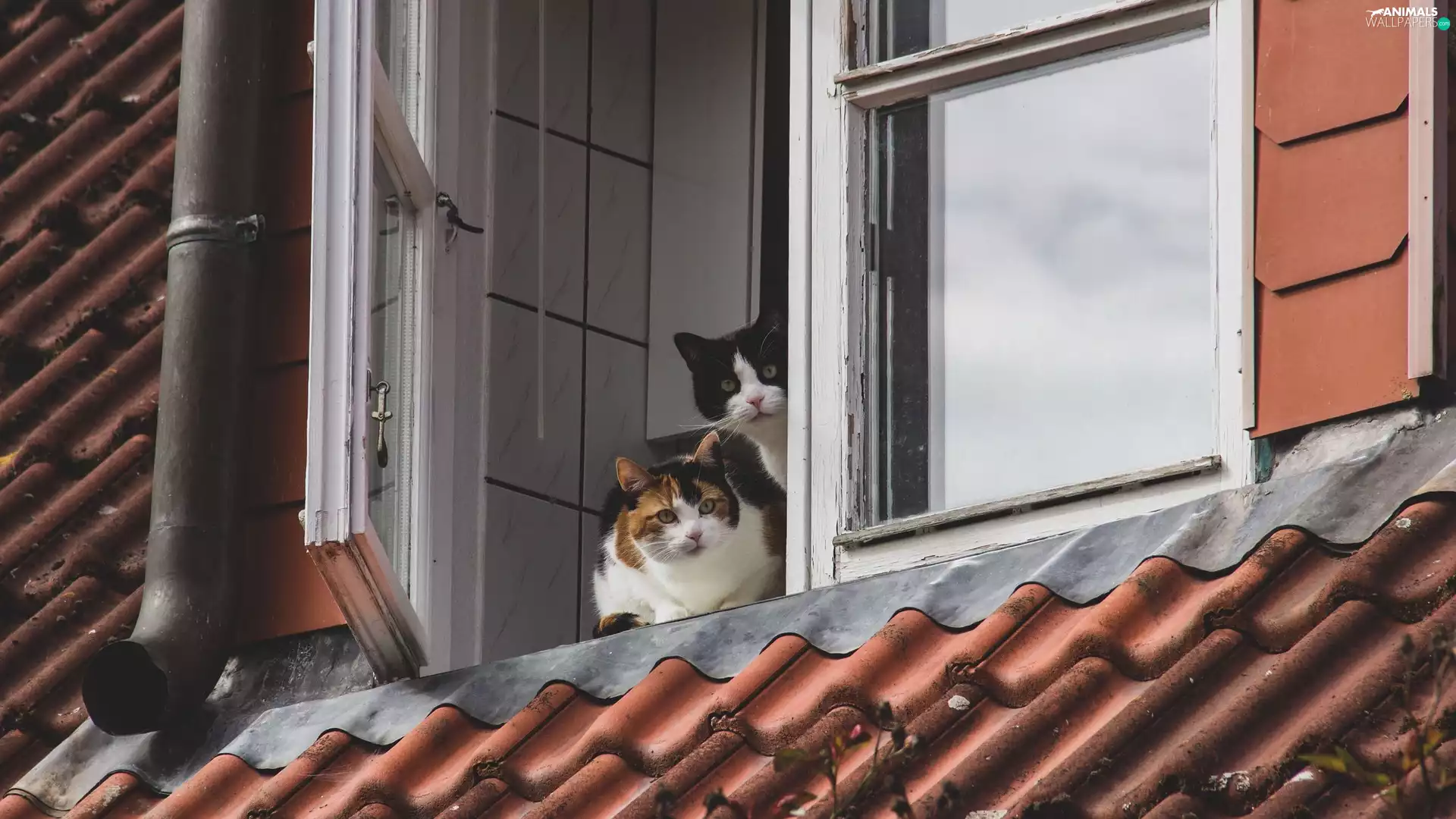 cats, tile, Gutter, Window