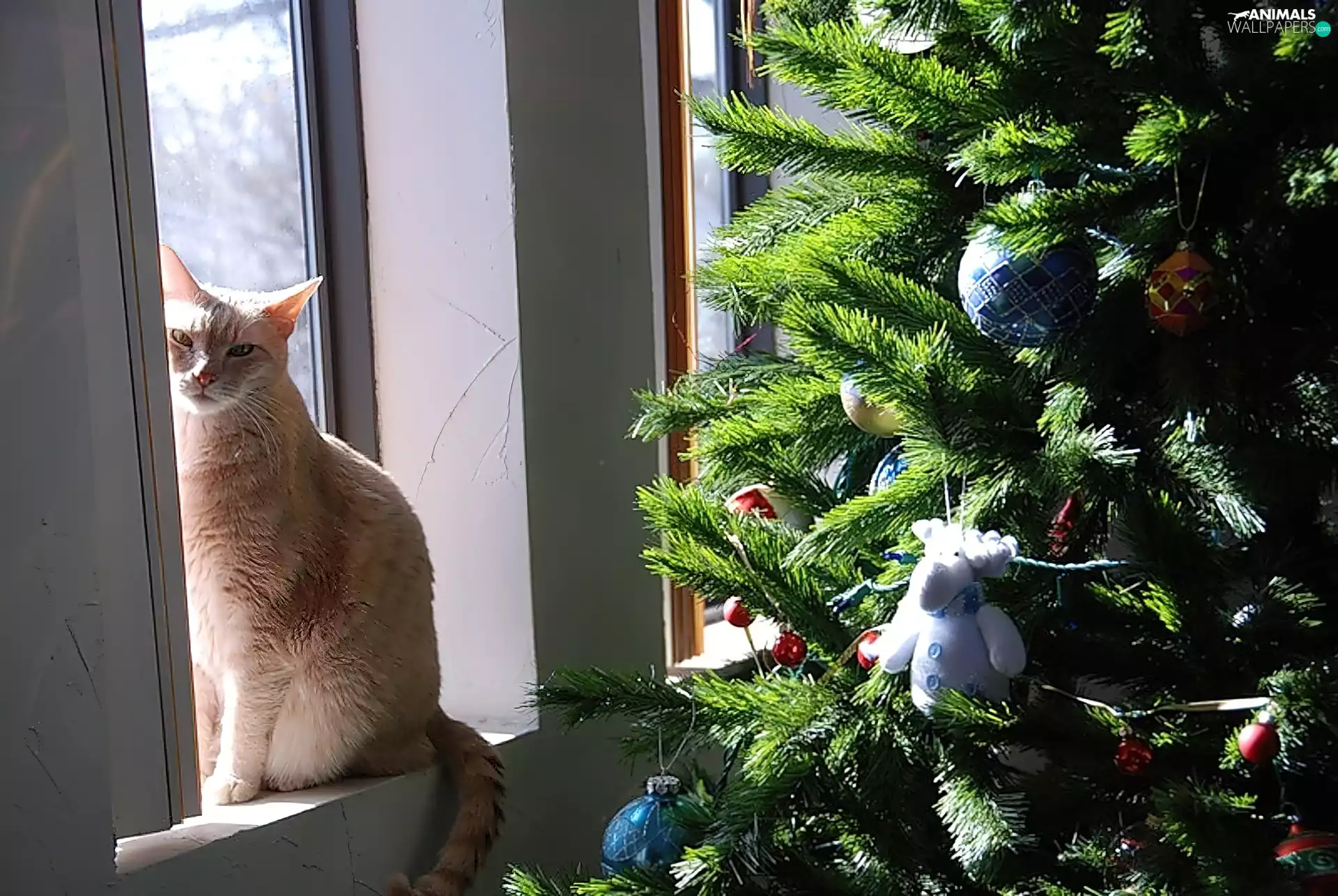 christmas tree, kitten, Window