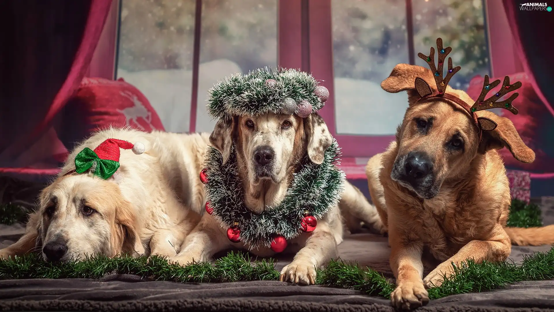 ornamentation, Window, Dogs, Christmas, Three