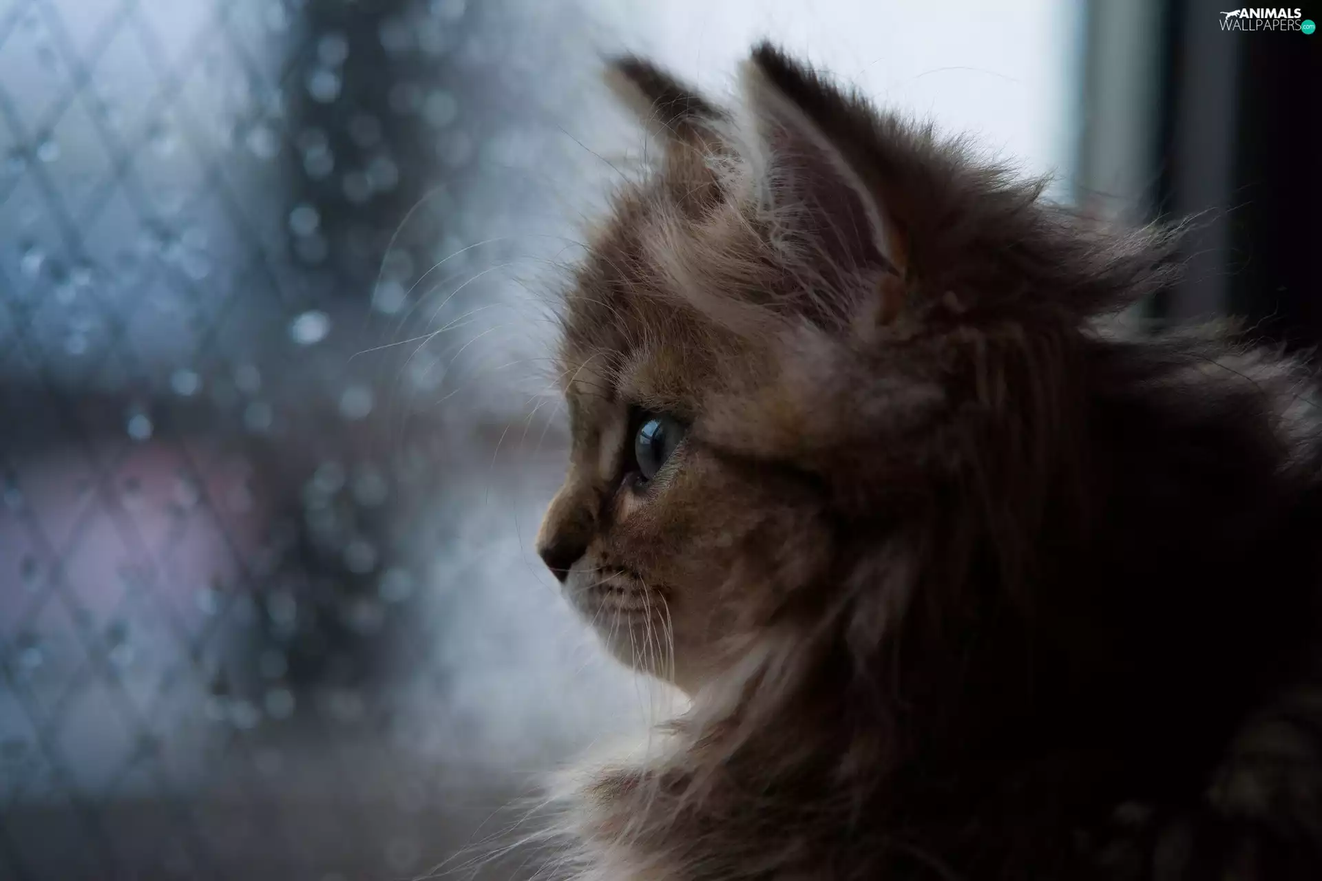 Window, small, kitten