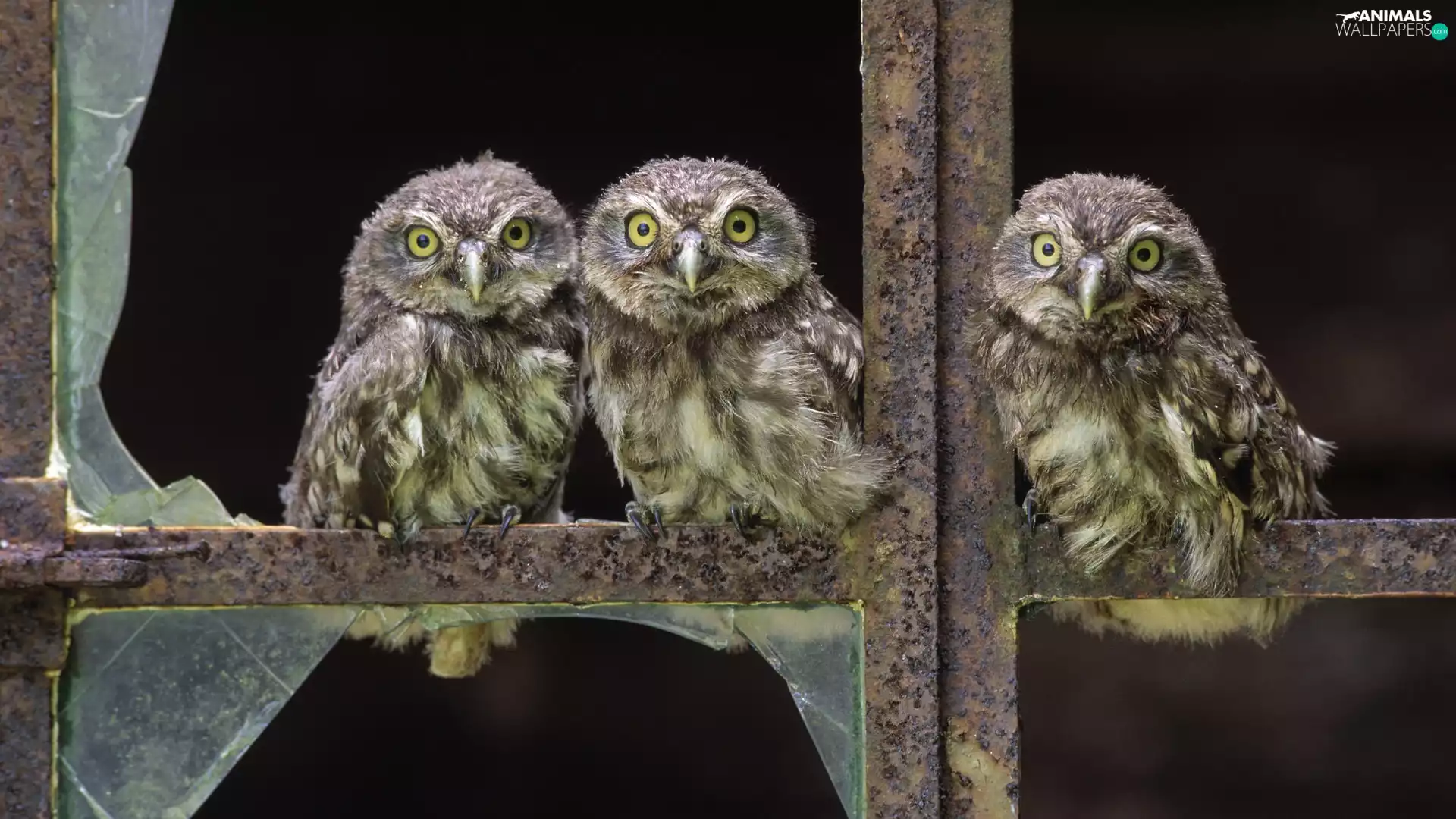 Window, Owls, minted