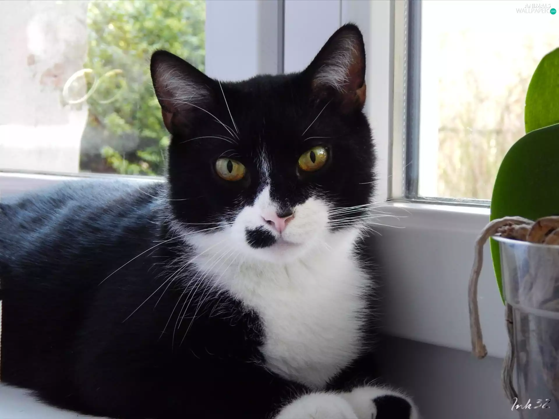 pinto, Window, The herb, cat