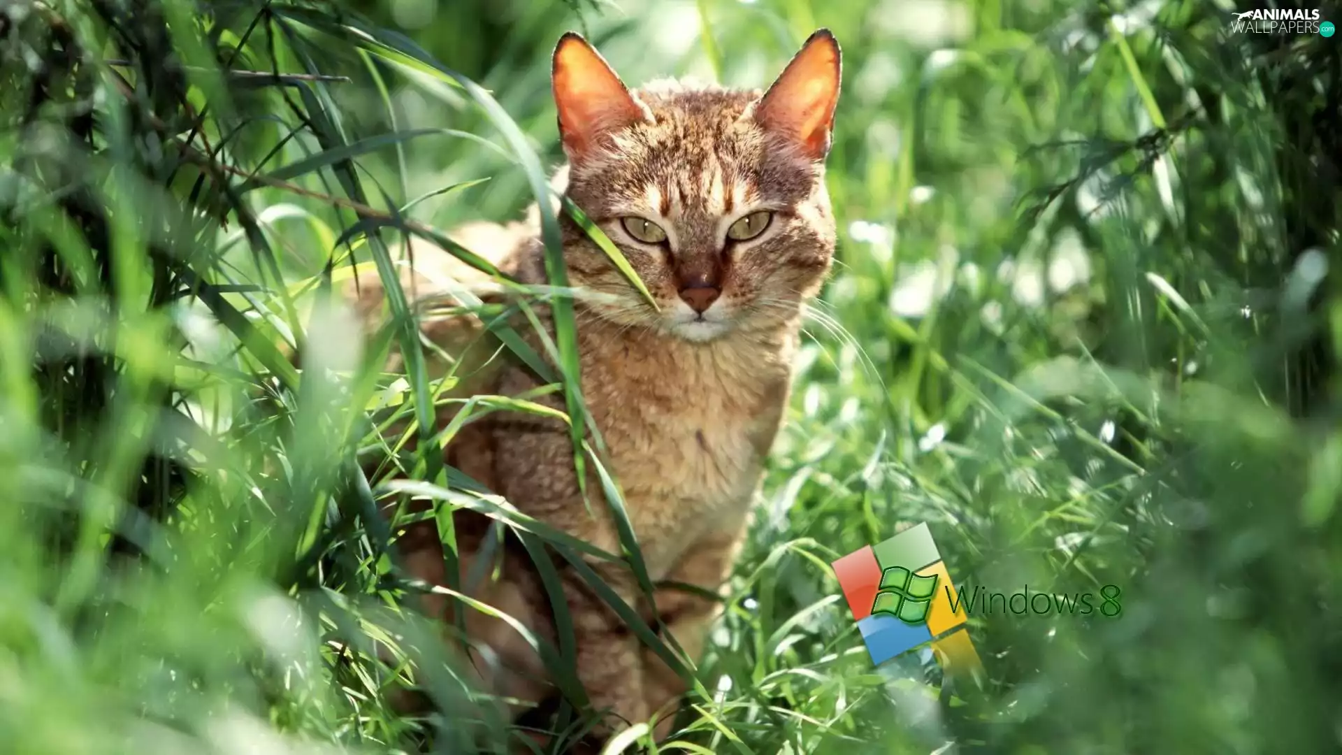 cat, logo, grass, windows