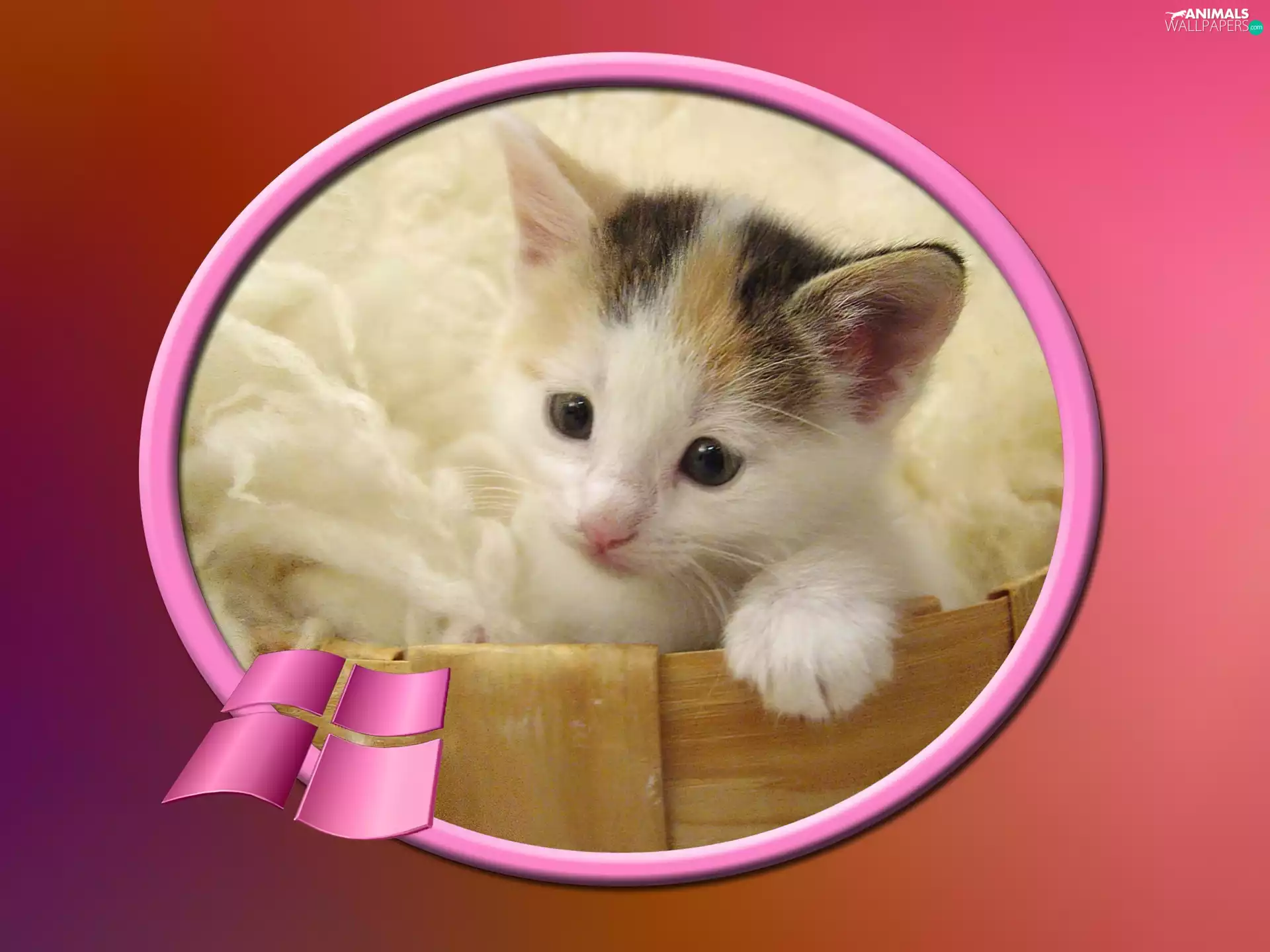 windows, kitten, logo