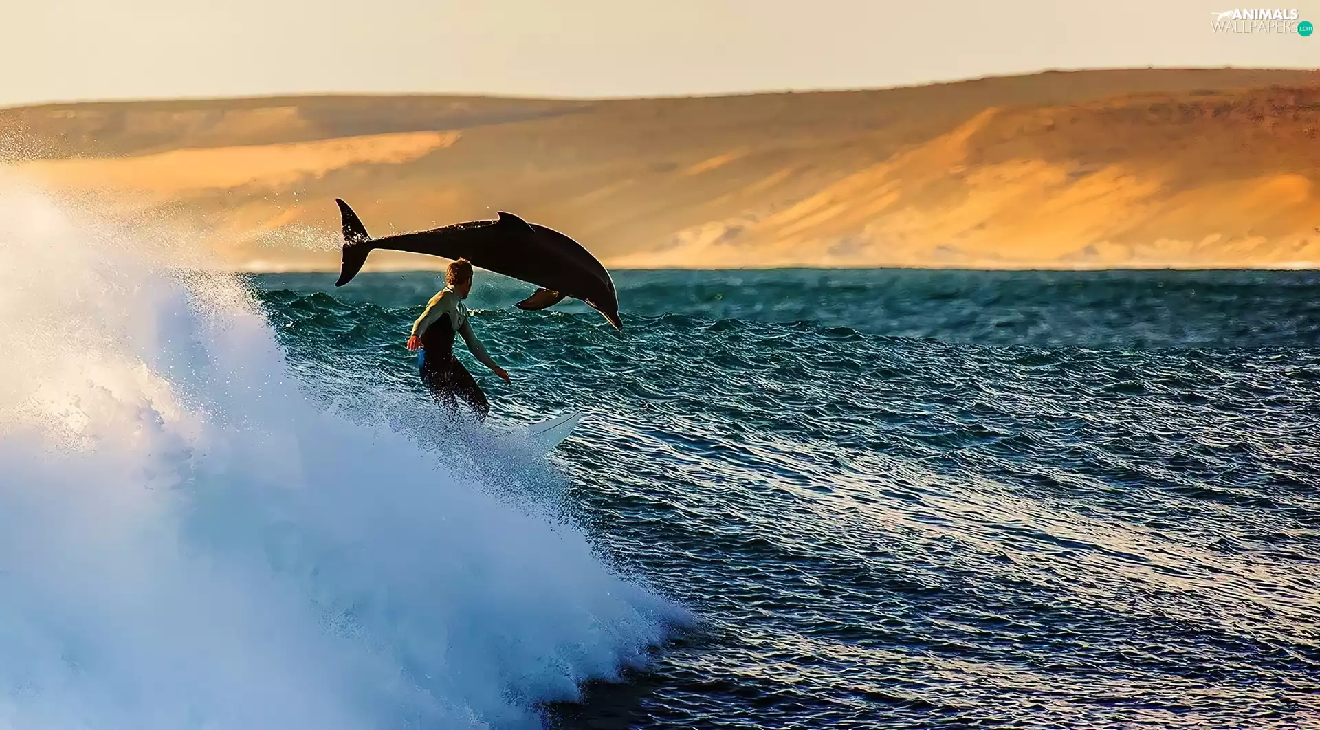 Windsurfing, dolphin, Tides