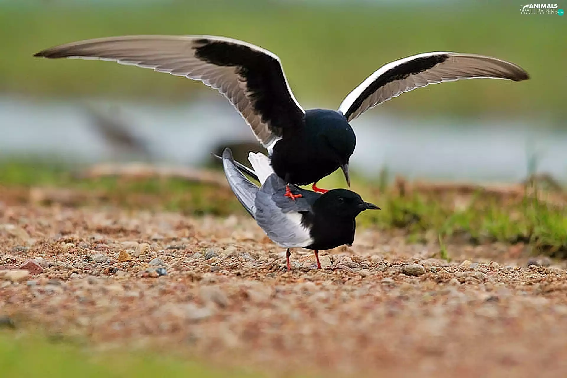 terns, River, Beaches, winged