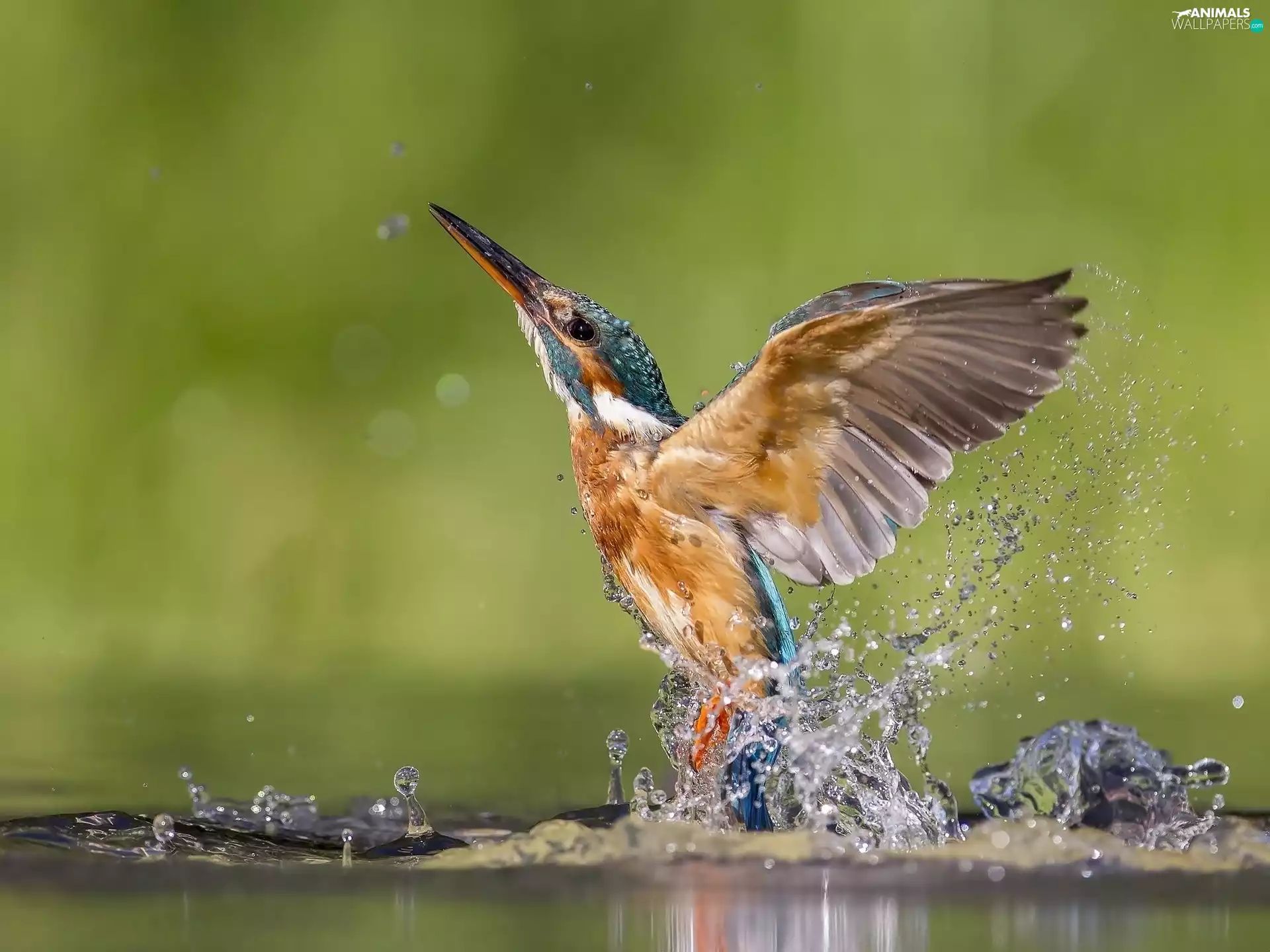 Splash, wings, Bird, water, kingfisher