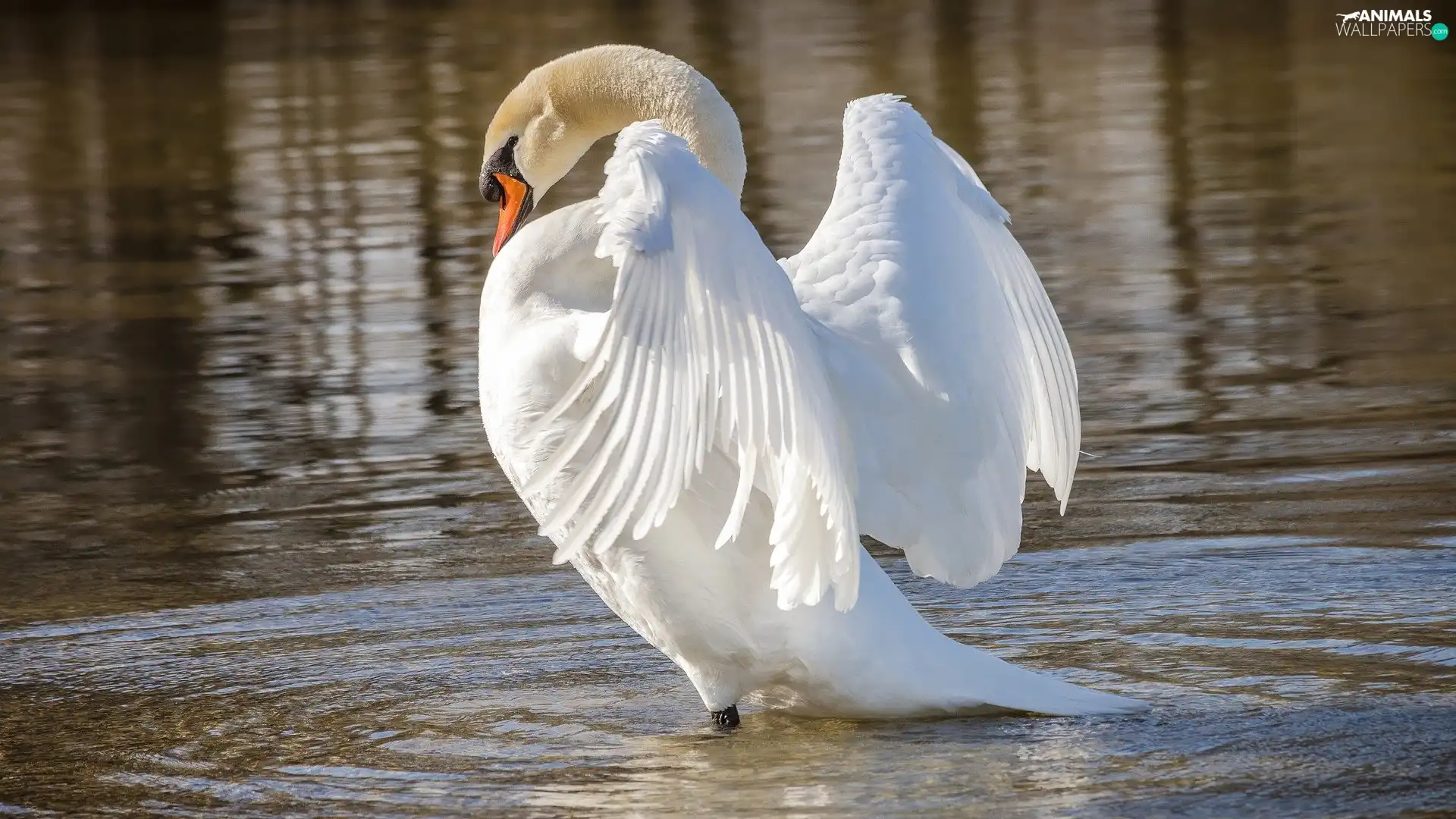 spread, wings, Bird, Swans, White