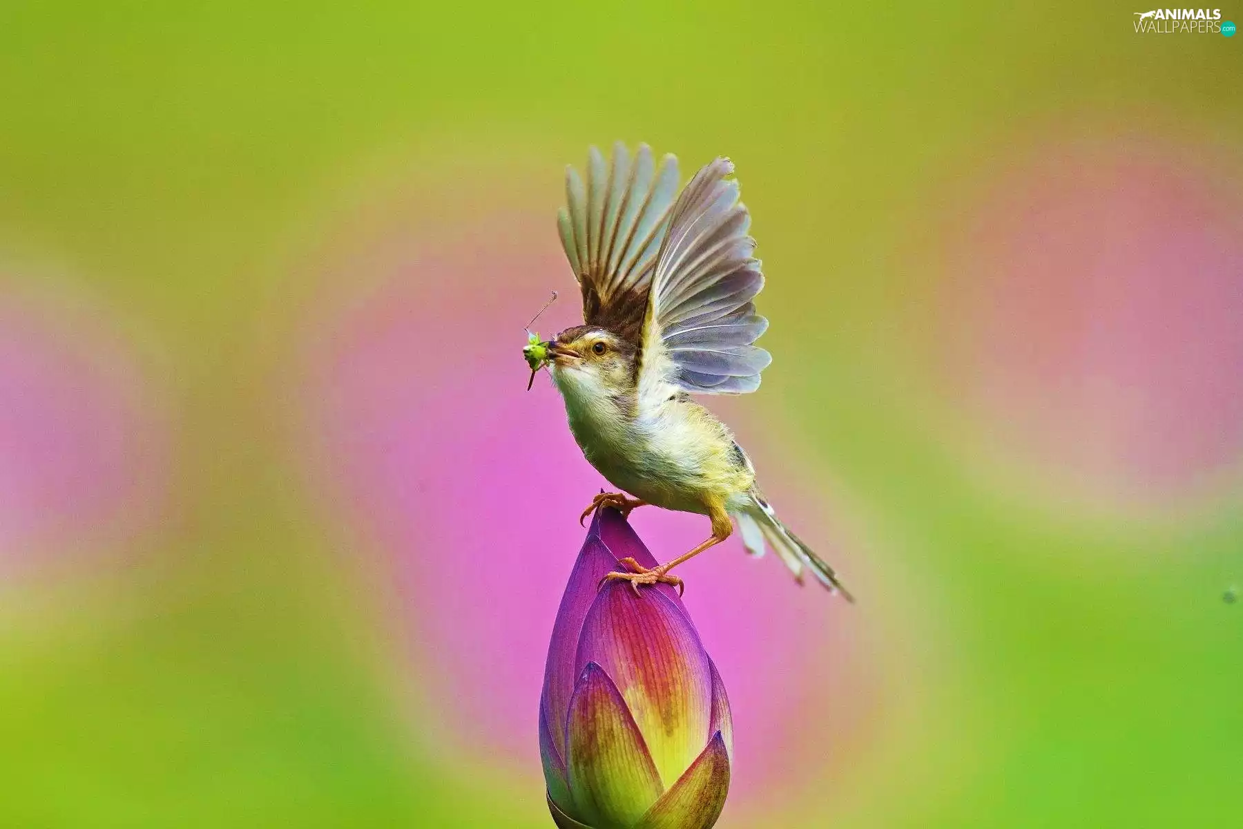 birdies, color, background, wings