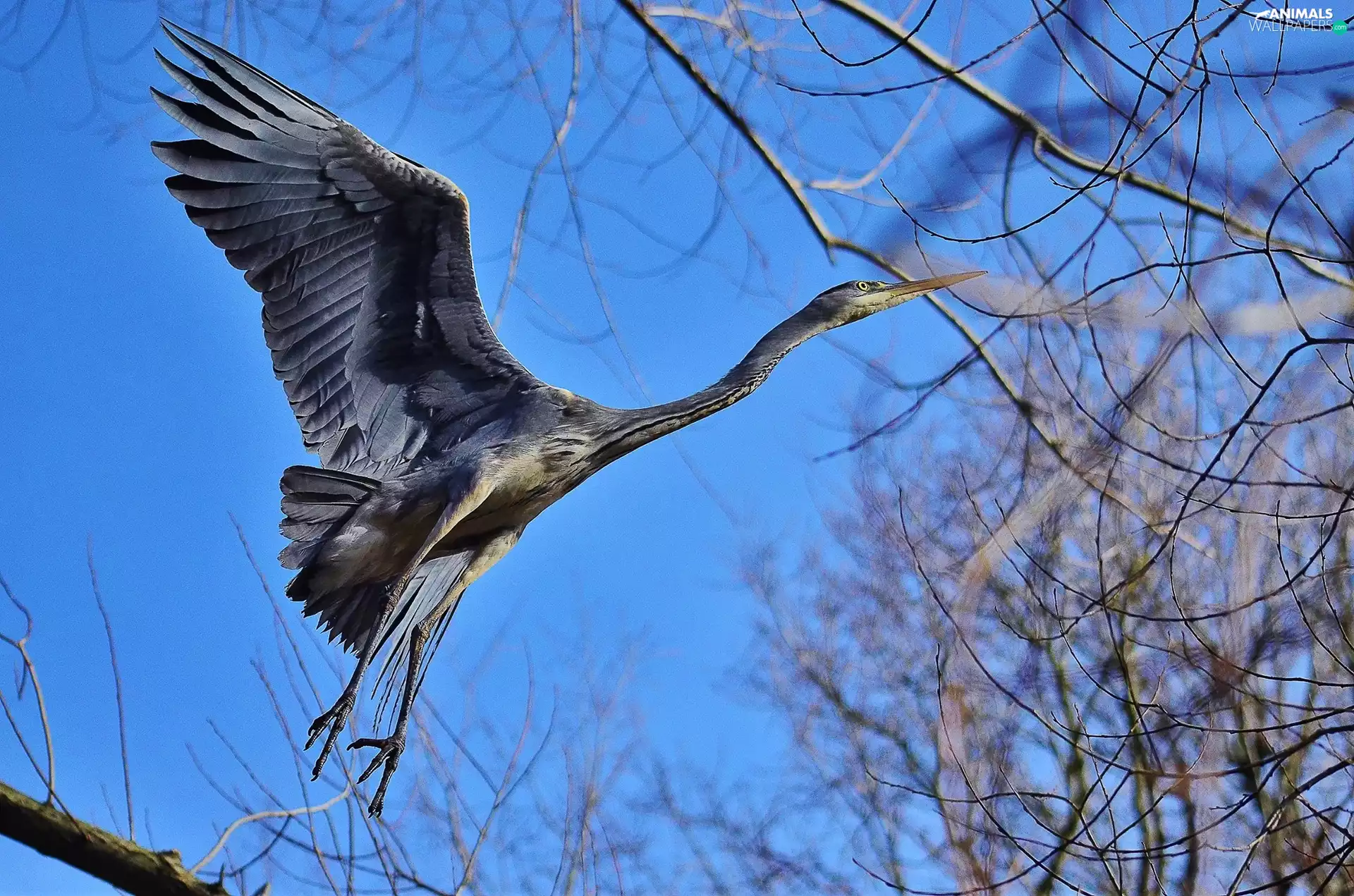branch pics, heron, wings
