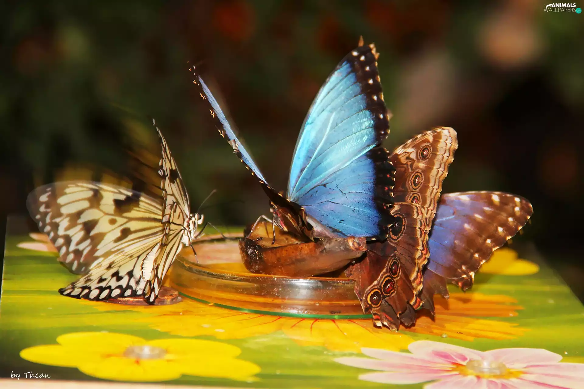 wings, color, butterflies