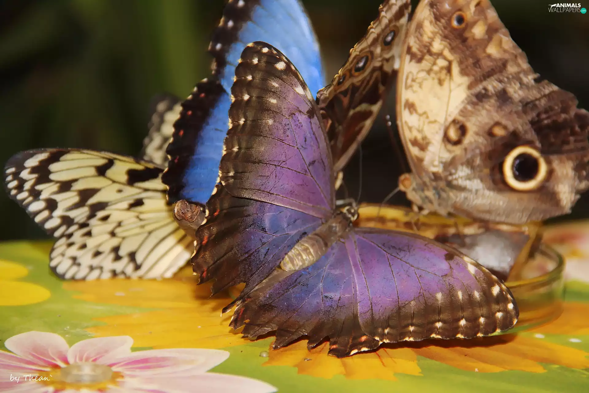 wings, color, butterflies