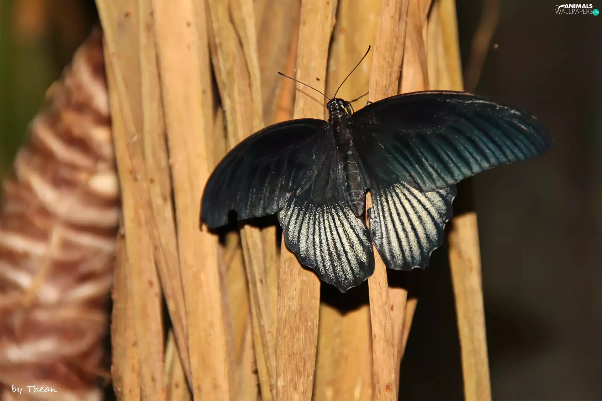 wings, Black, butterfly