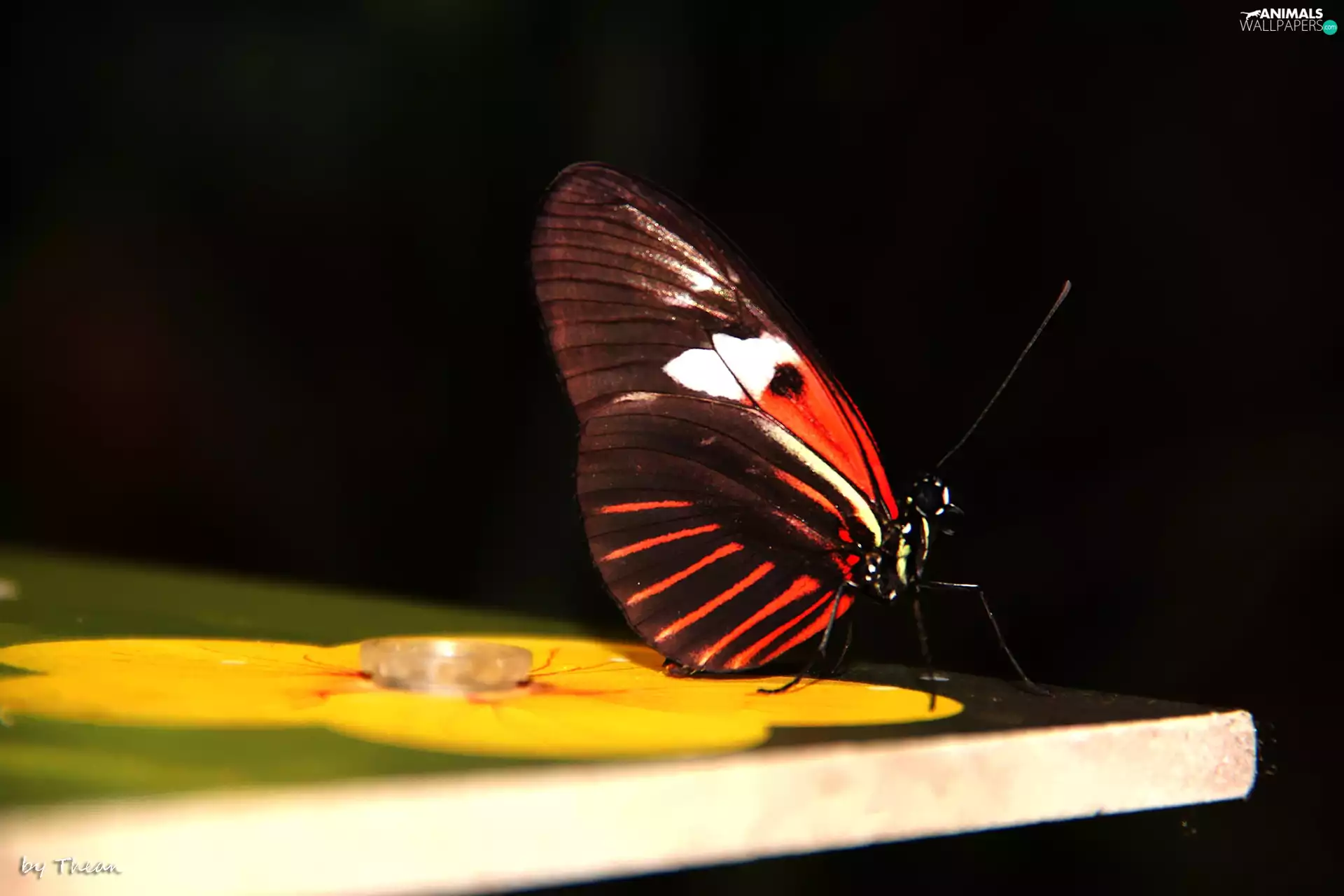 wings, butterfly, color