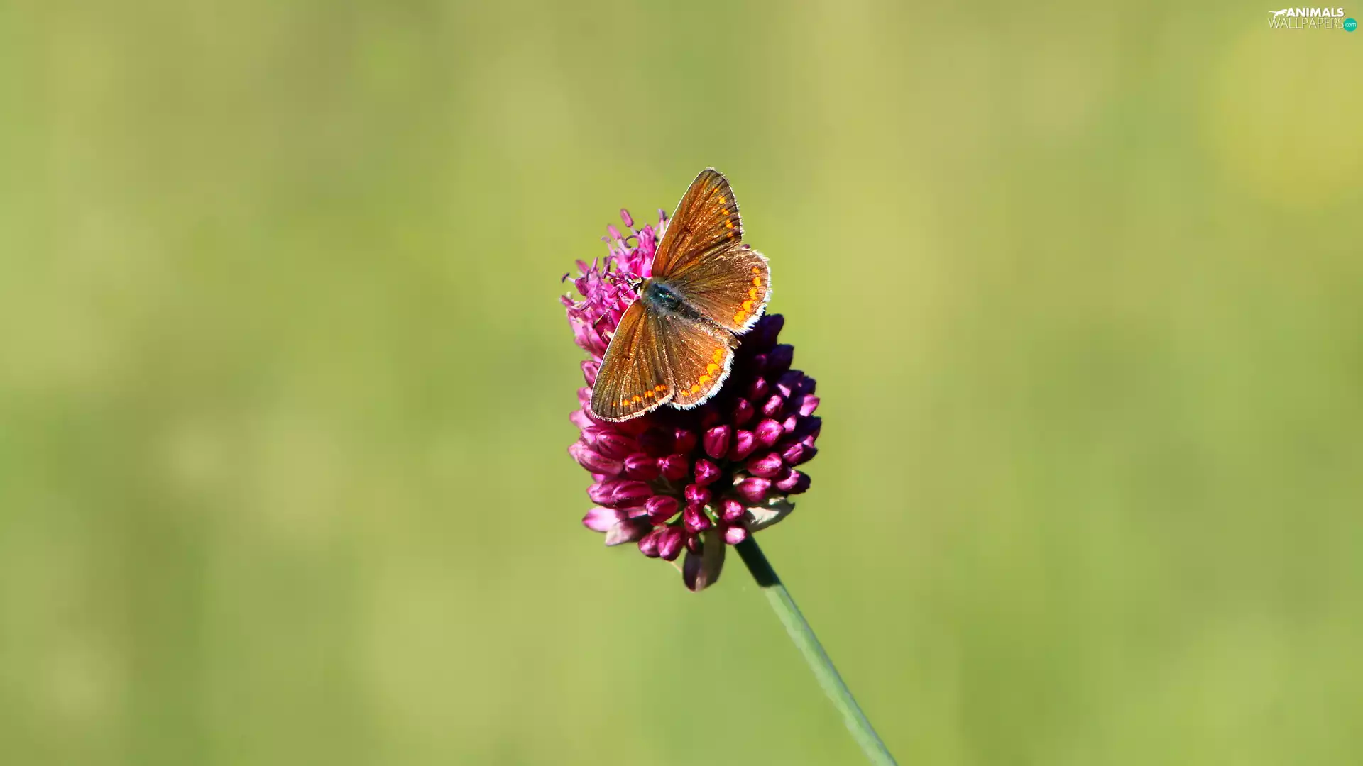 Colourfull Flowers, butterfly, wings